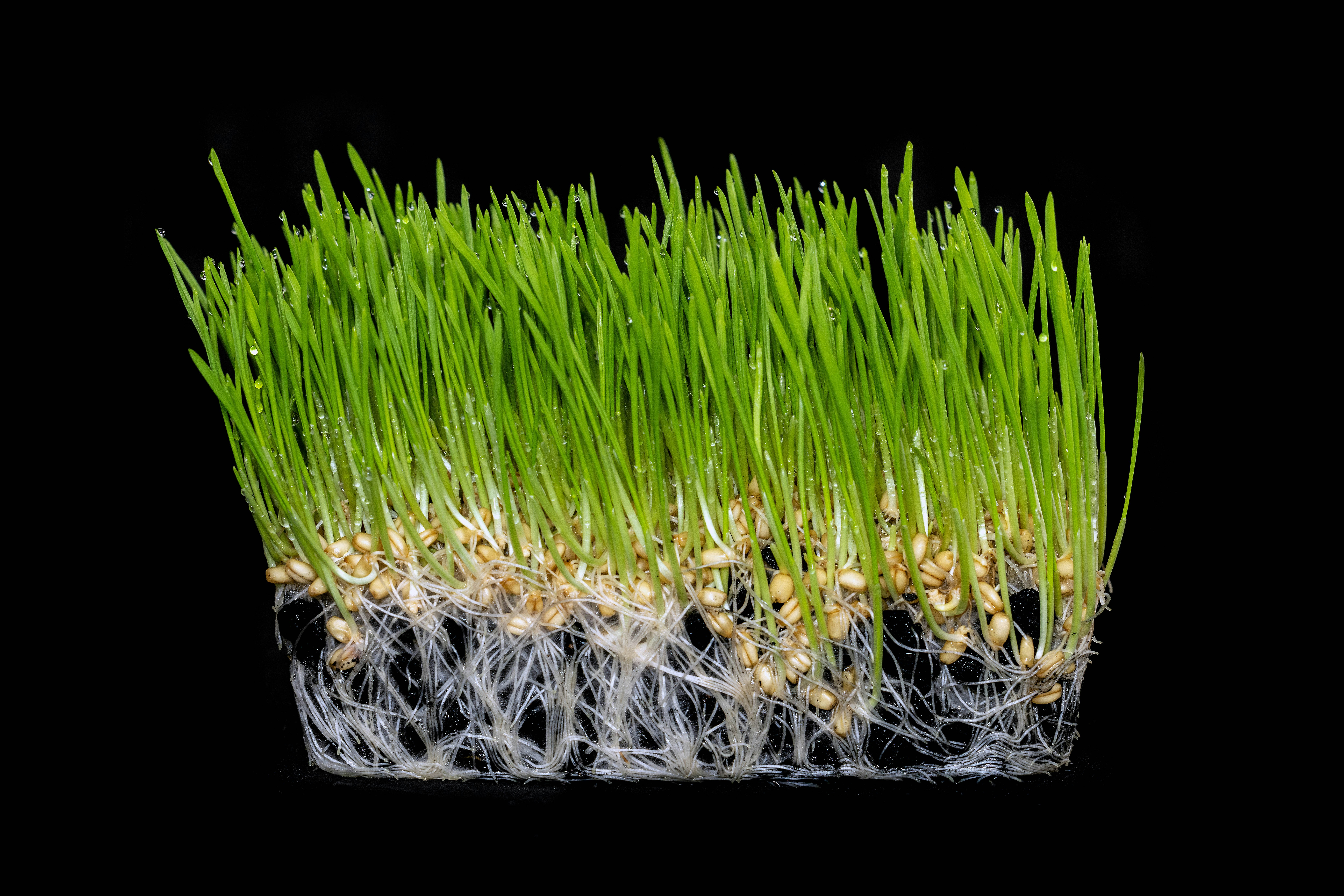 Fresh green wheatgrass with visible roots on black background