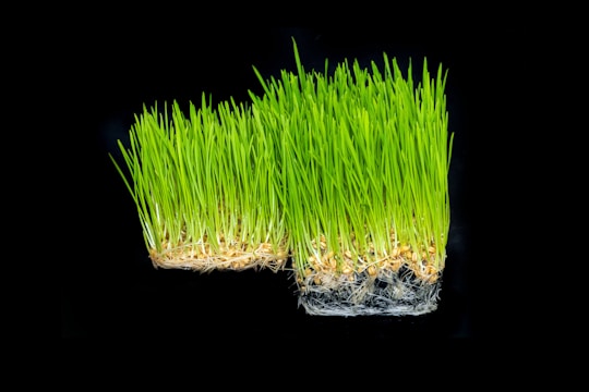 Two clumps of green grass with roots on black background
