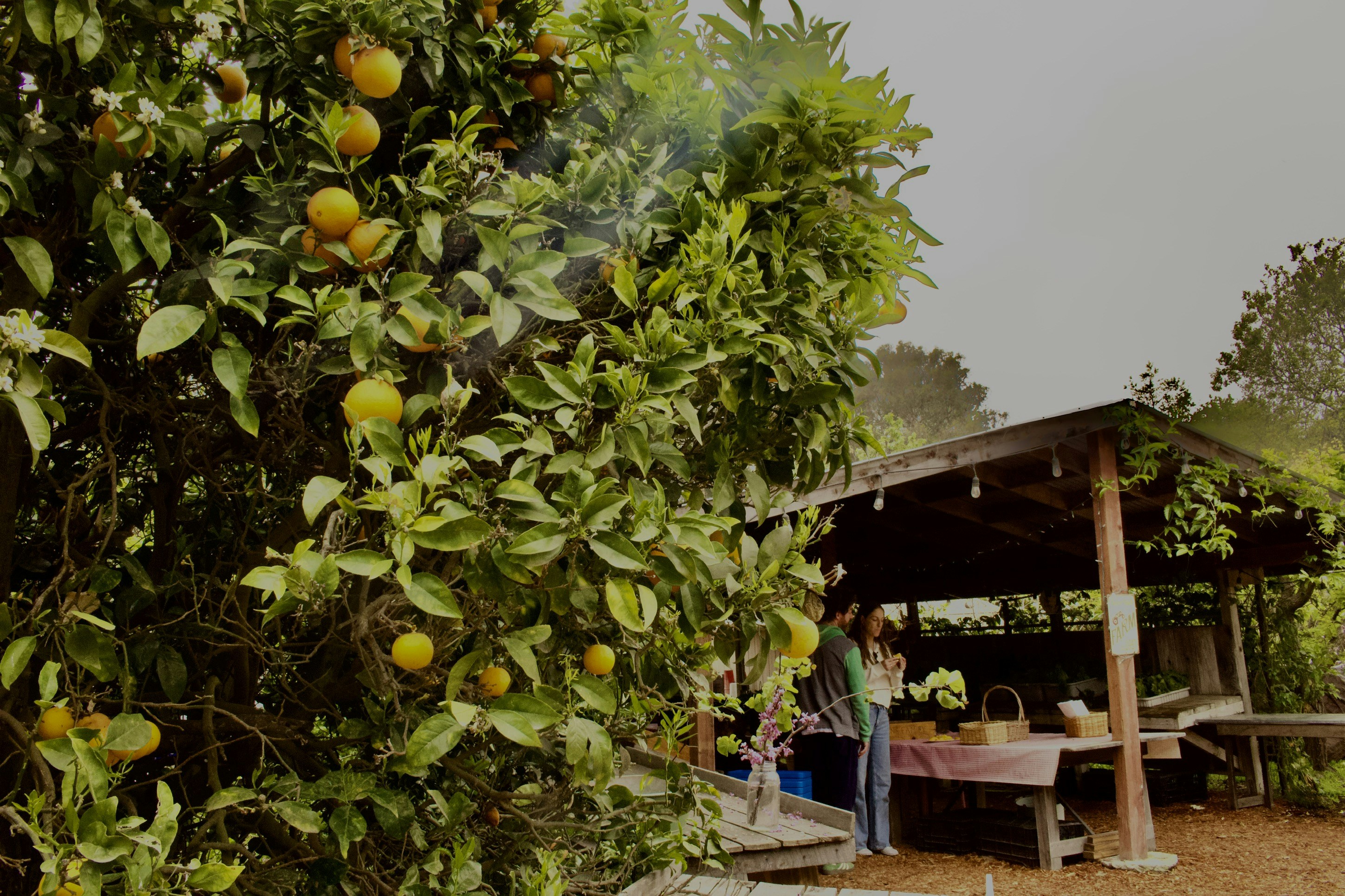 Orange tree with ripe fruit near a rustic market stall