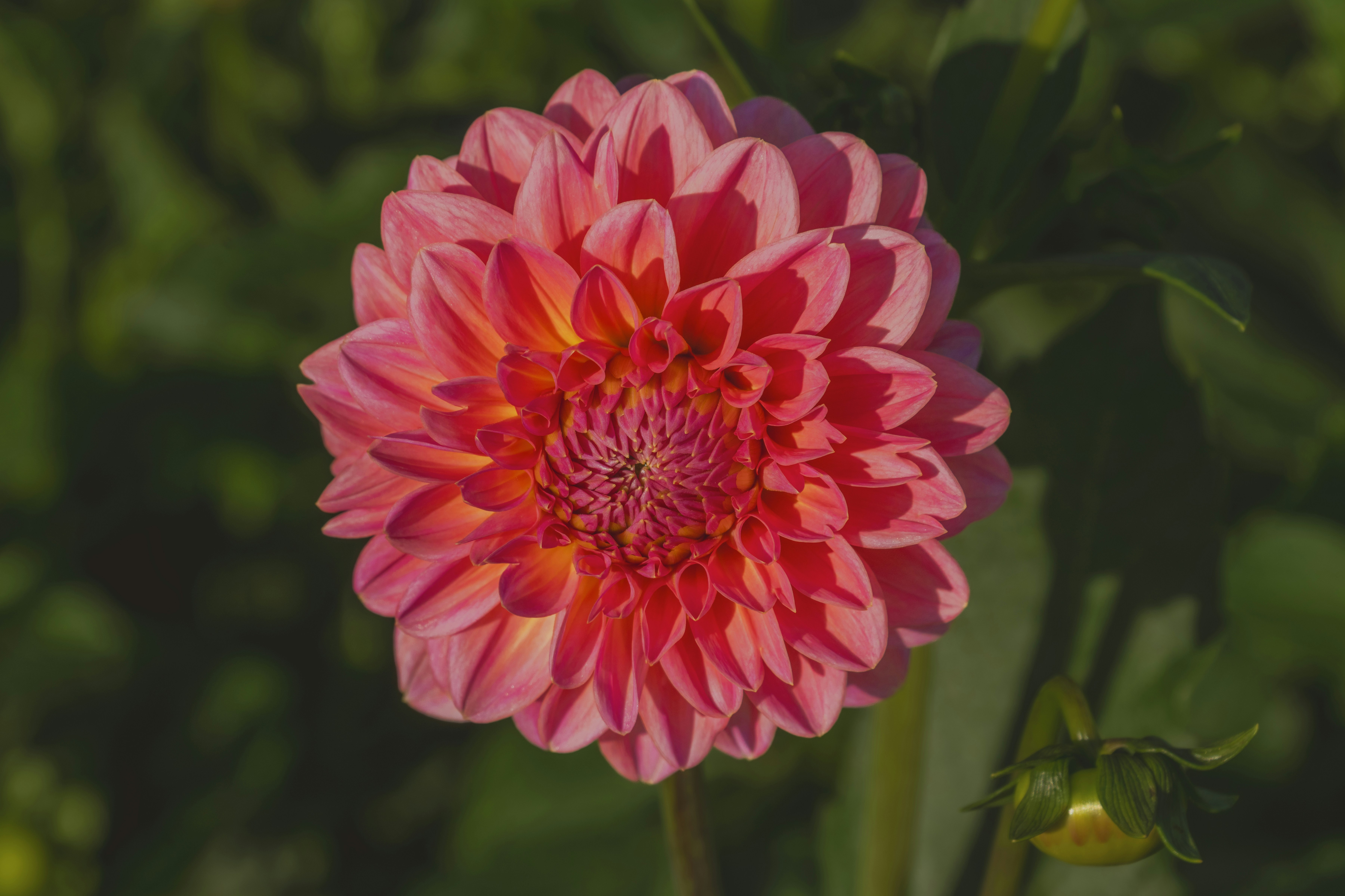 Photo by siegfriedpoepperl