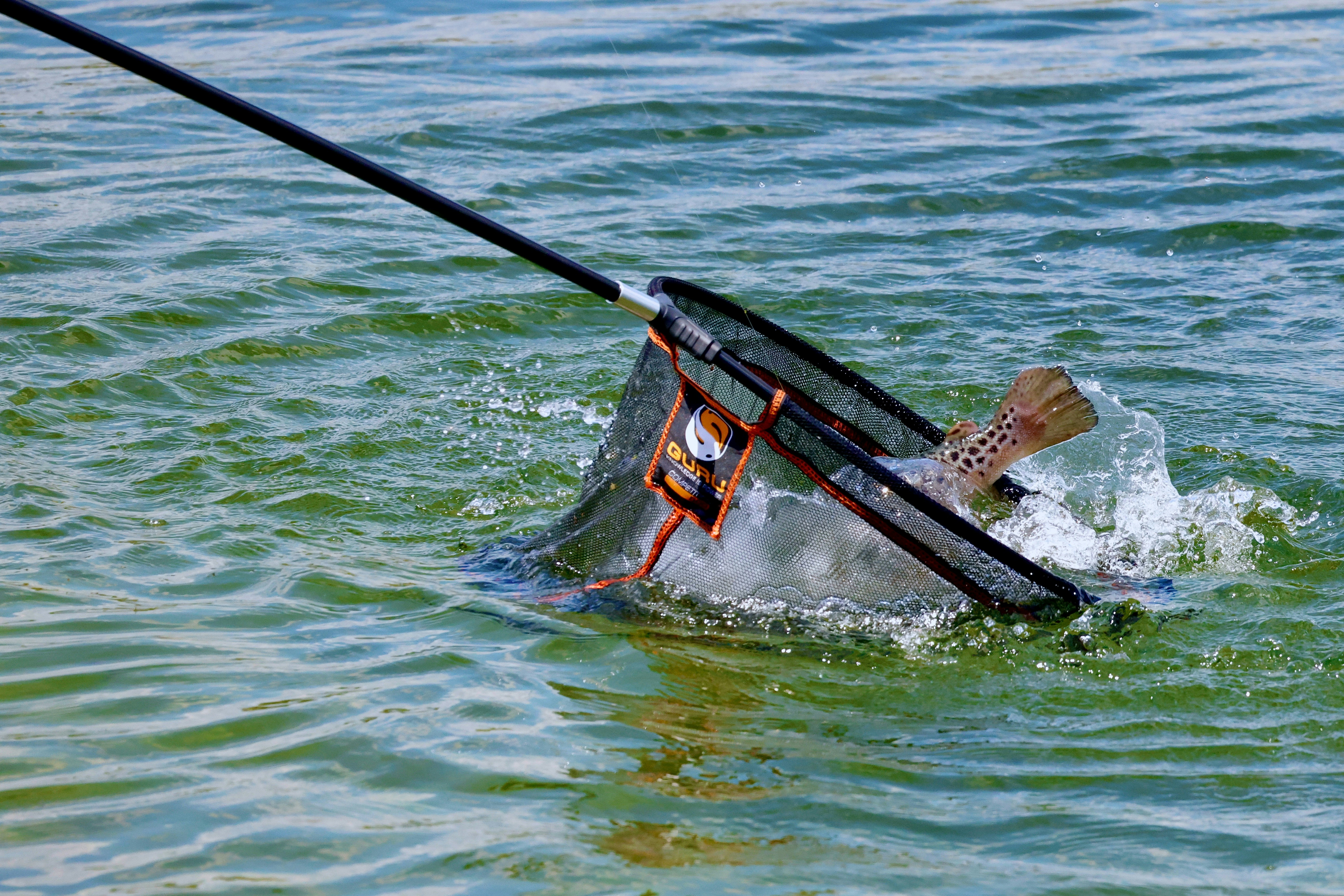 A fish is caught in a net in the water.