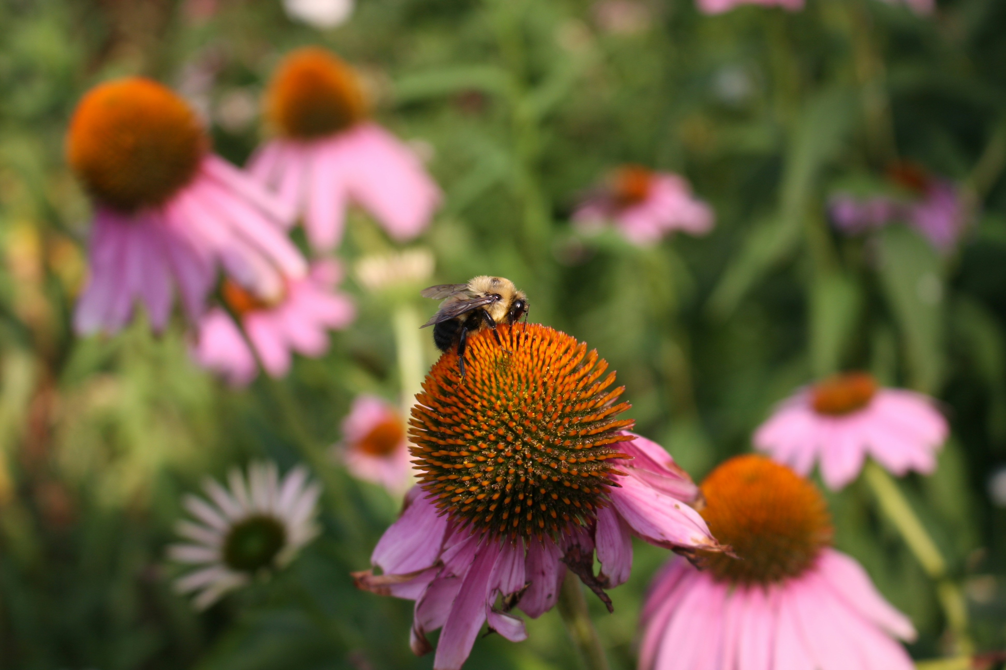 Photo by abhinavgorantla