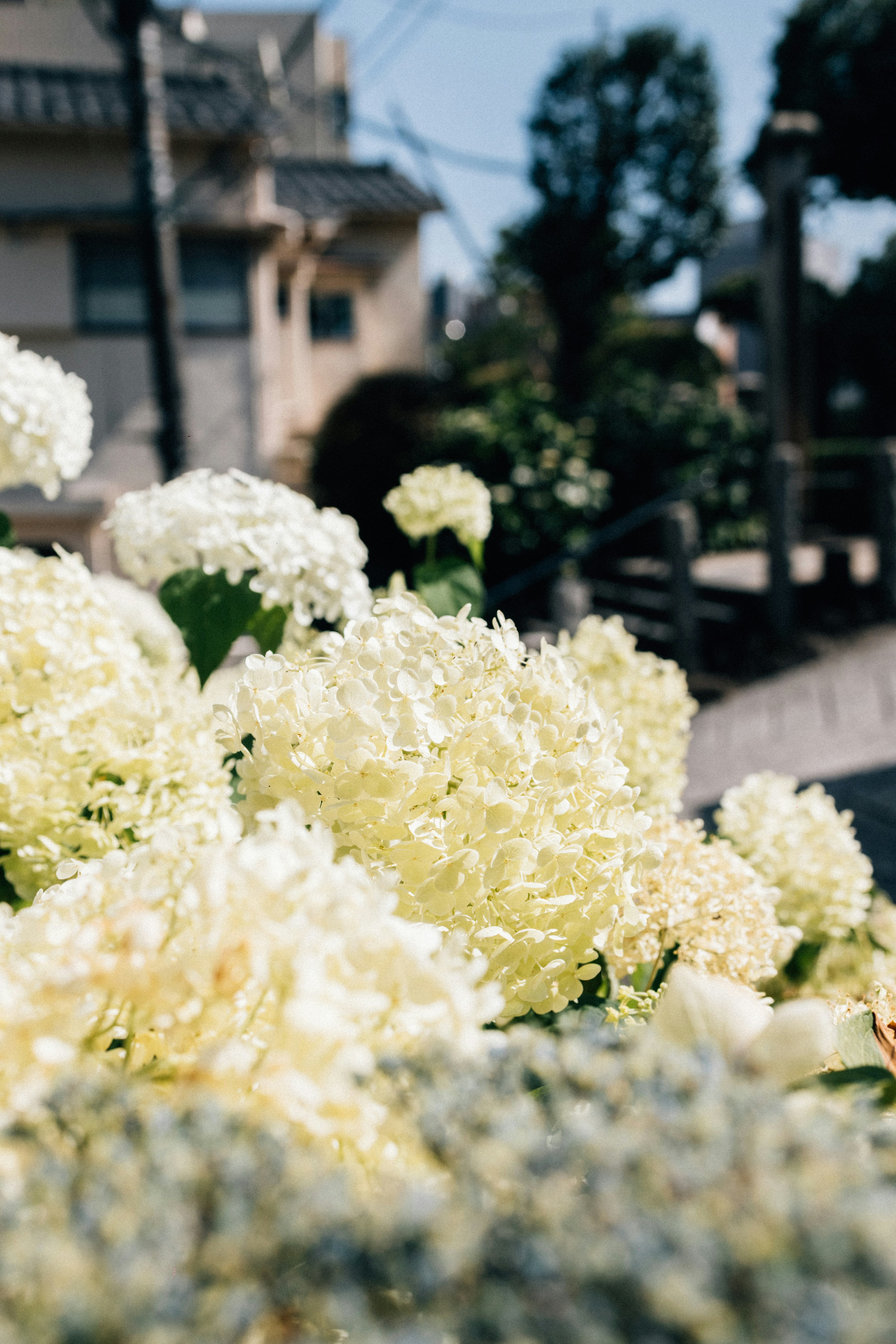 Photo by tsuyoshikozu