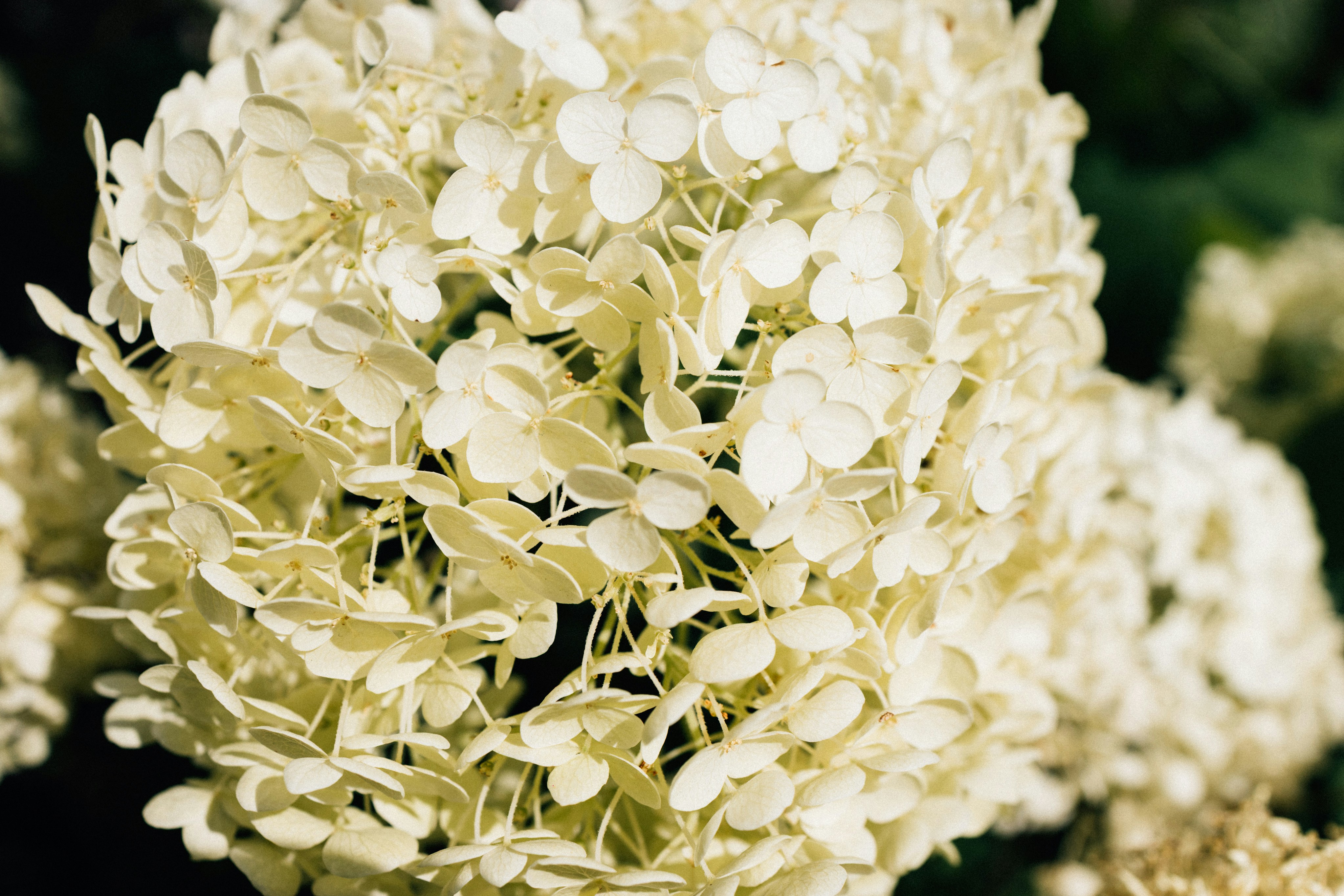 Photo by tsuyoshikozu