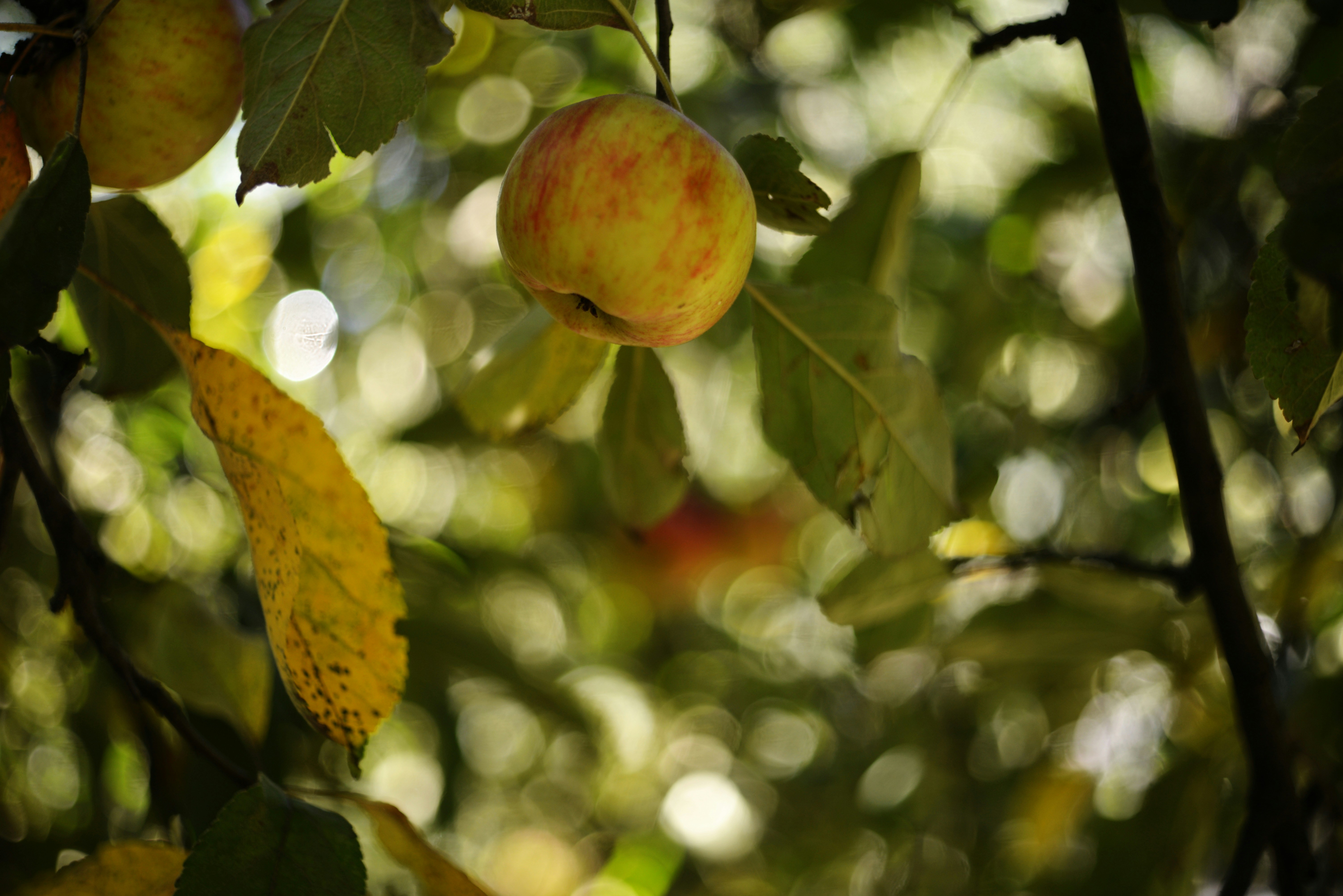 Photo by cherstve_pechivo