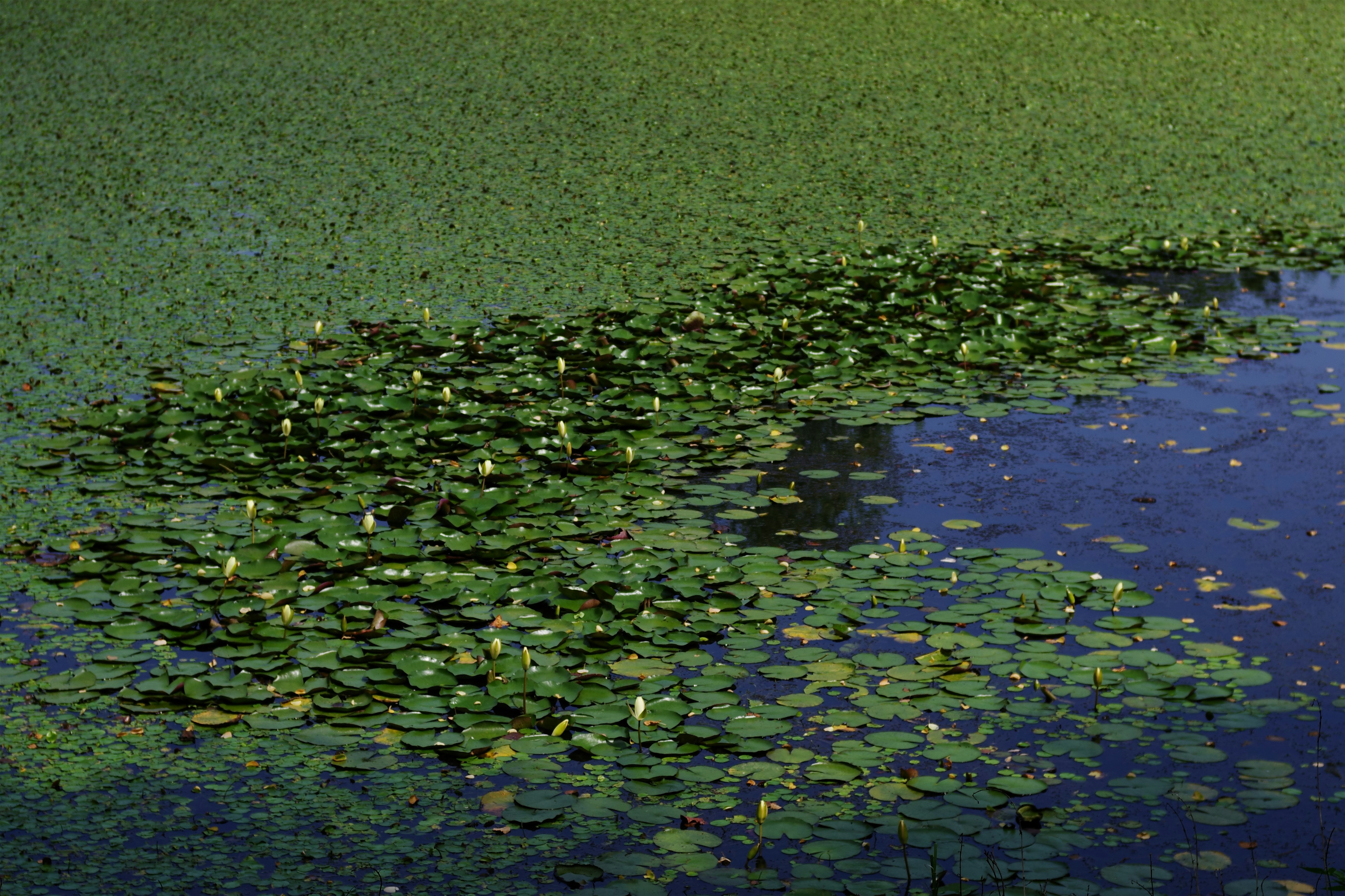 Un estanque cubierto de nenúfares y pequeñas flores blancas.