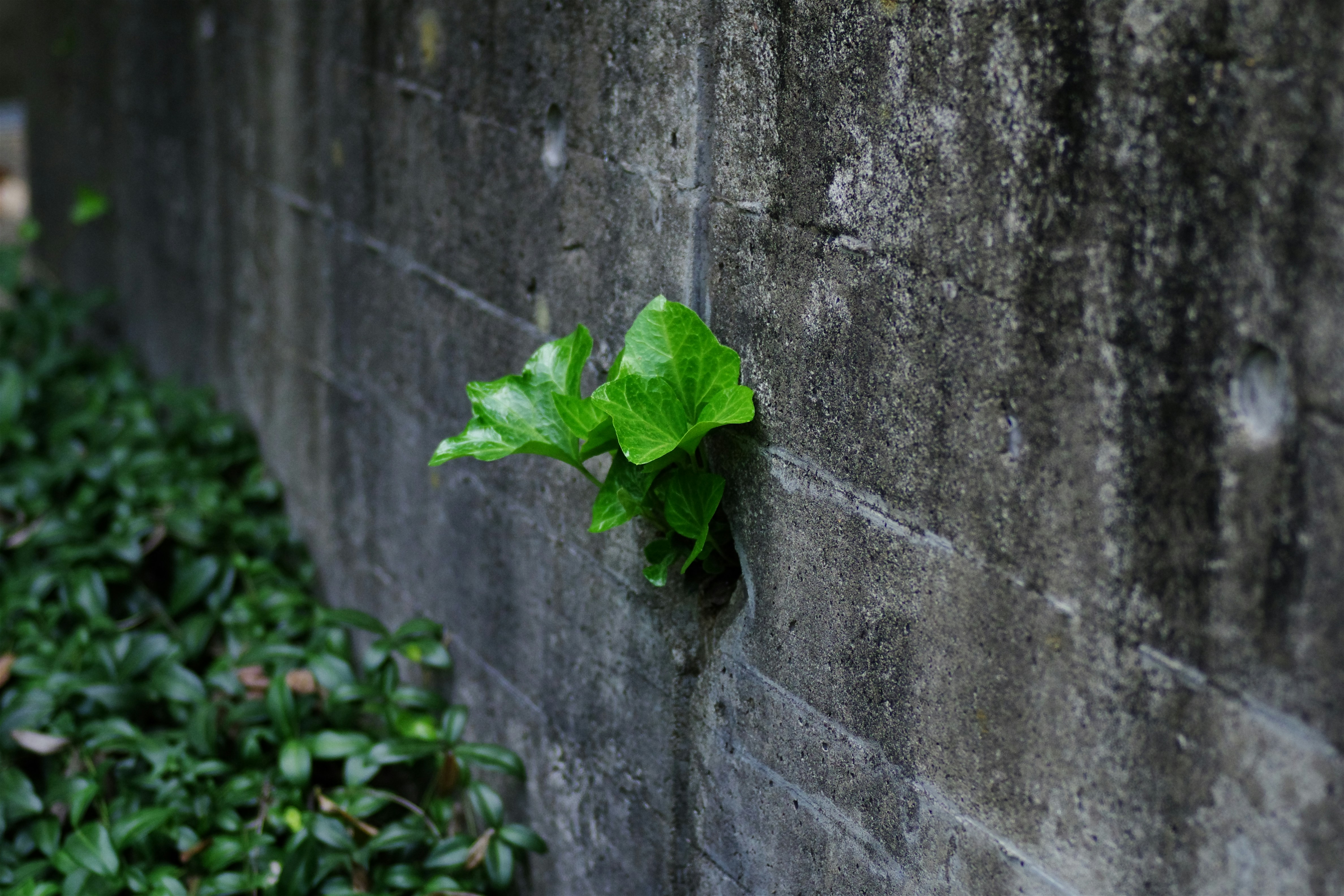 Hojas verdes que crecen de una pared de concreto.