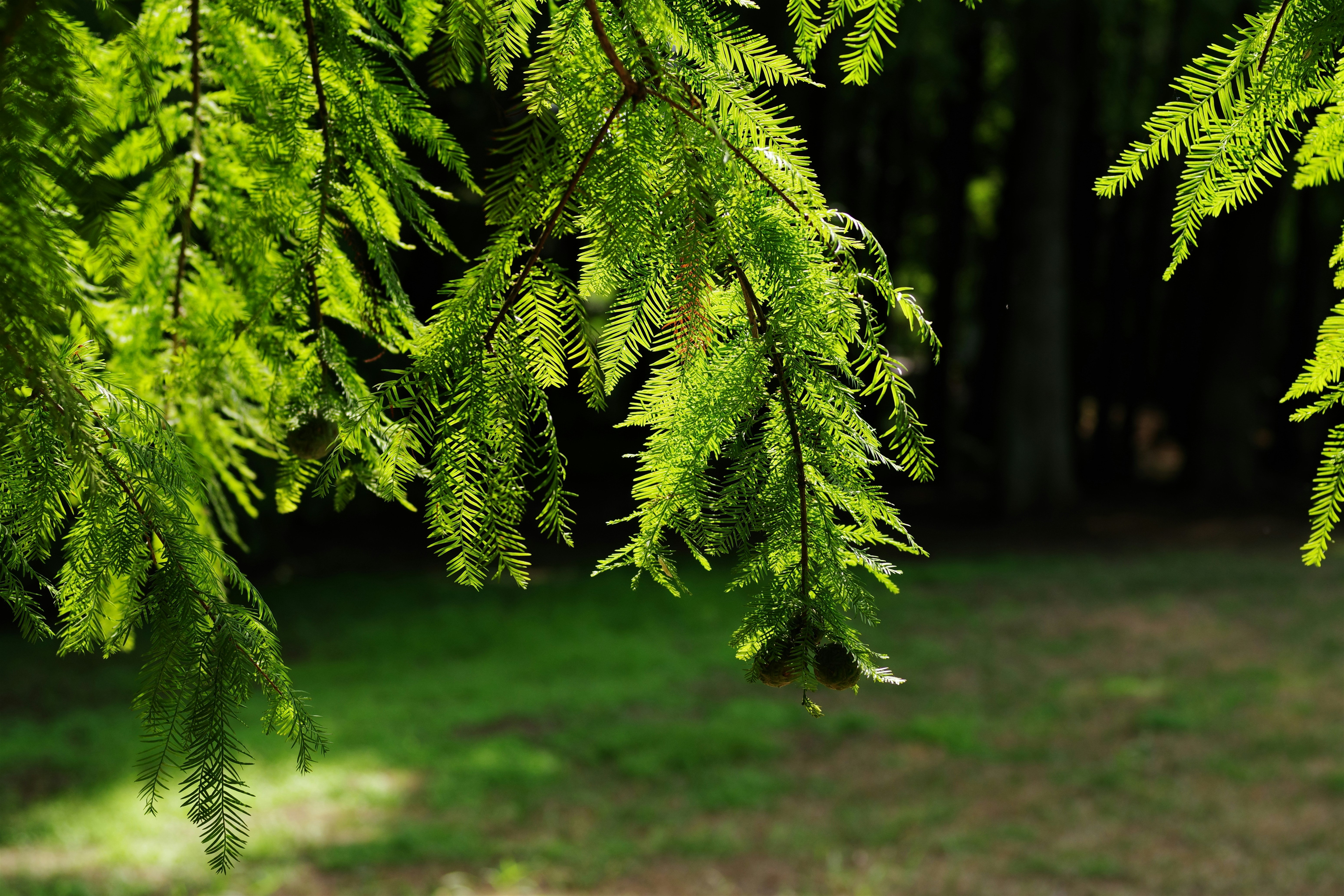 Agujas de pino verde retroiluminadas por la luz del sol en un bosque.