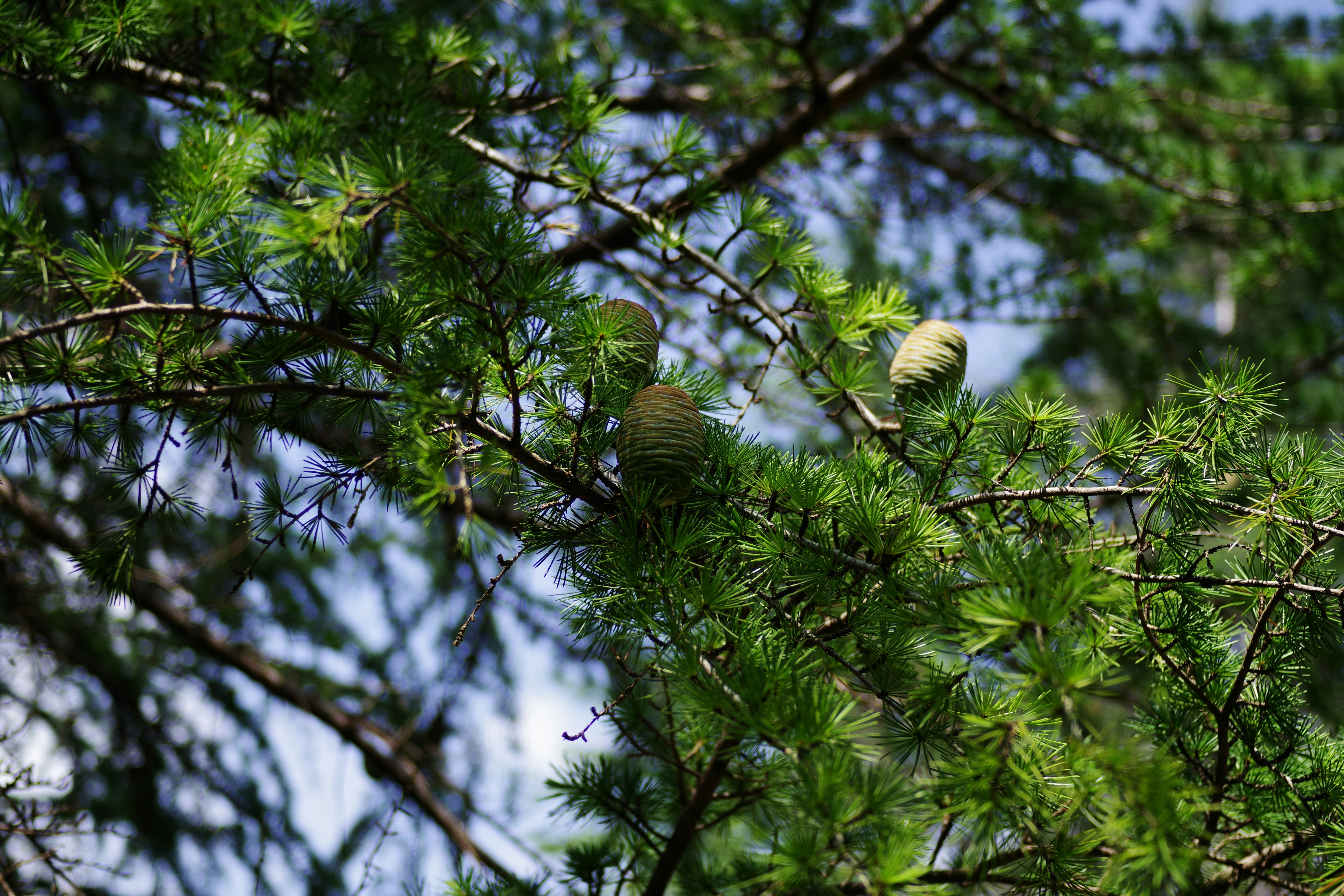 Piñas en una rama de pino verde