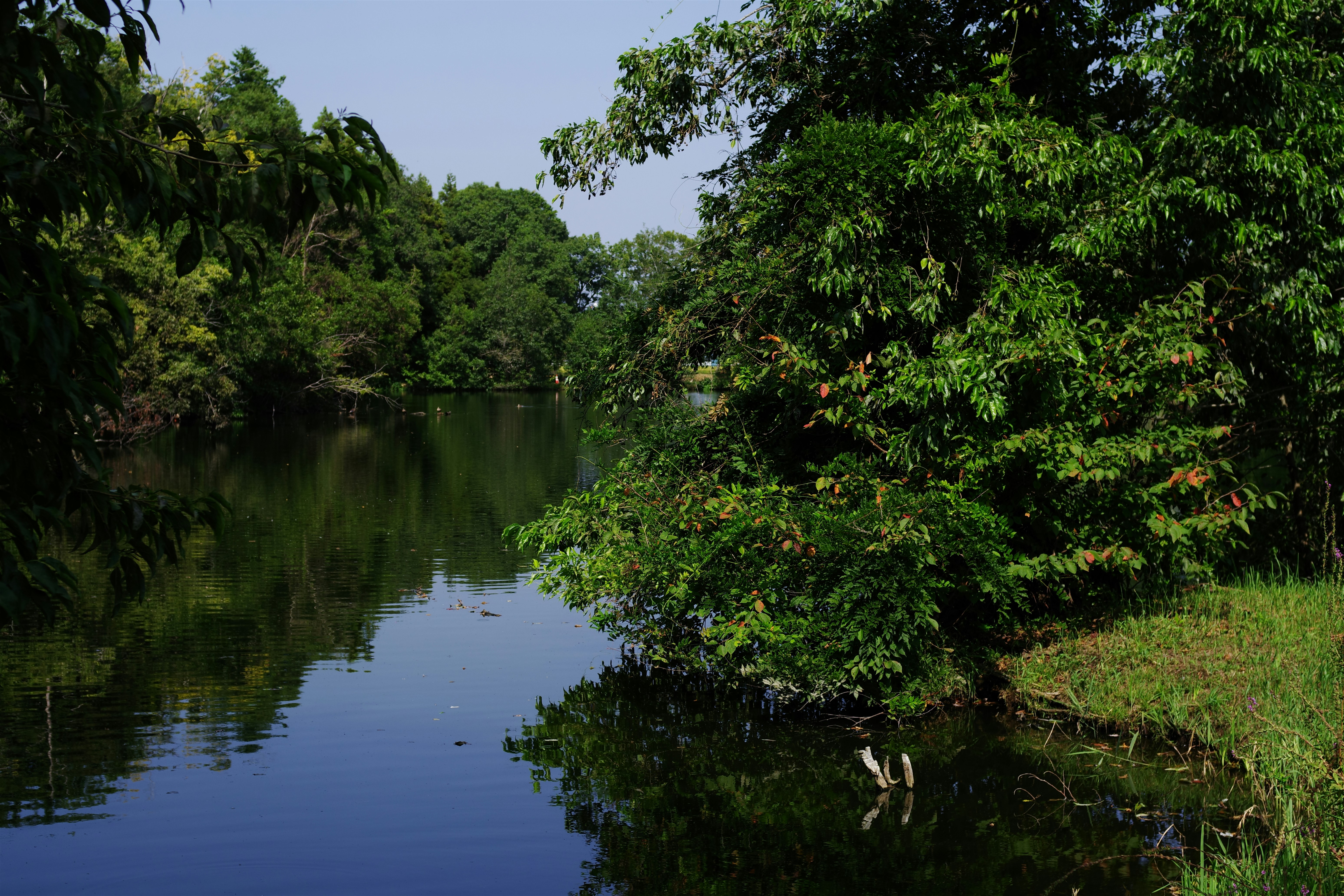 Exuberantes árboles verdes bordean un río tranquilo que refleja el cielo.