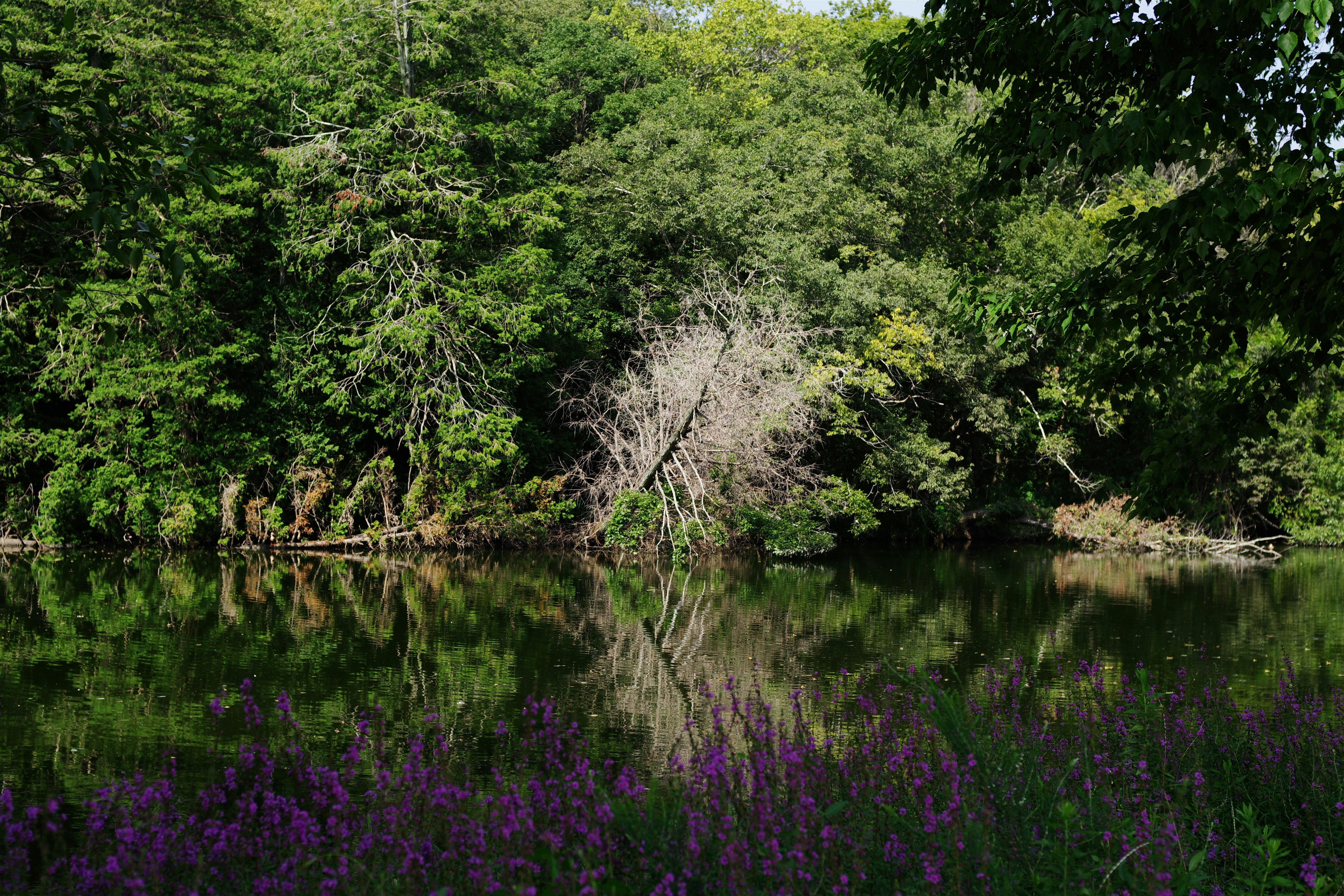 Lago tranquilo que refleja exuberantes árboles verdes y flores moradas.