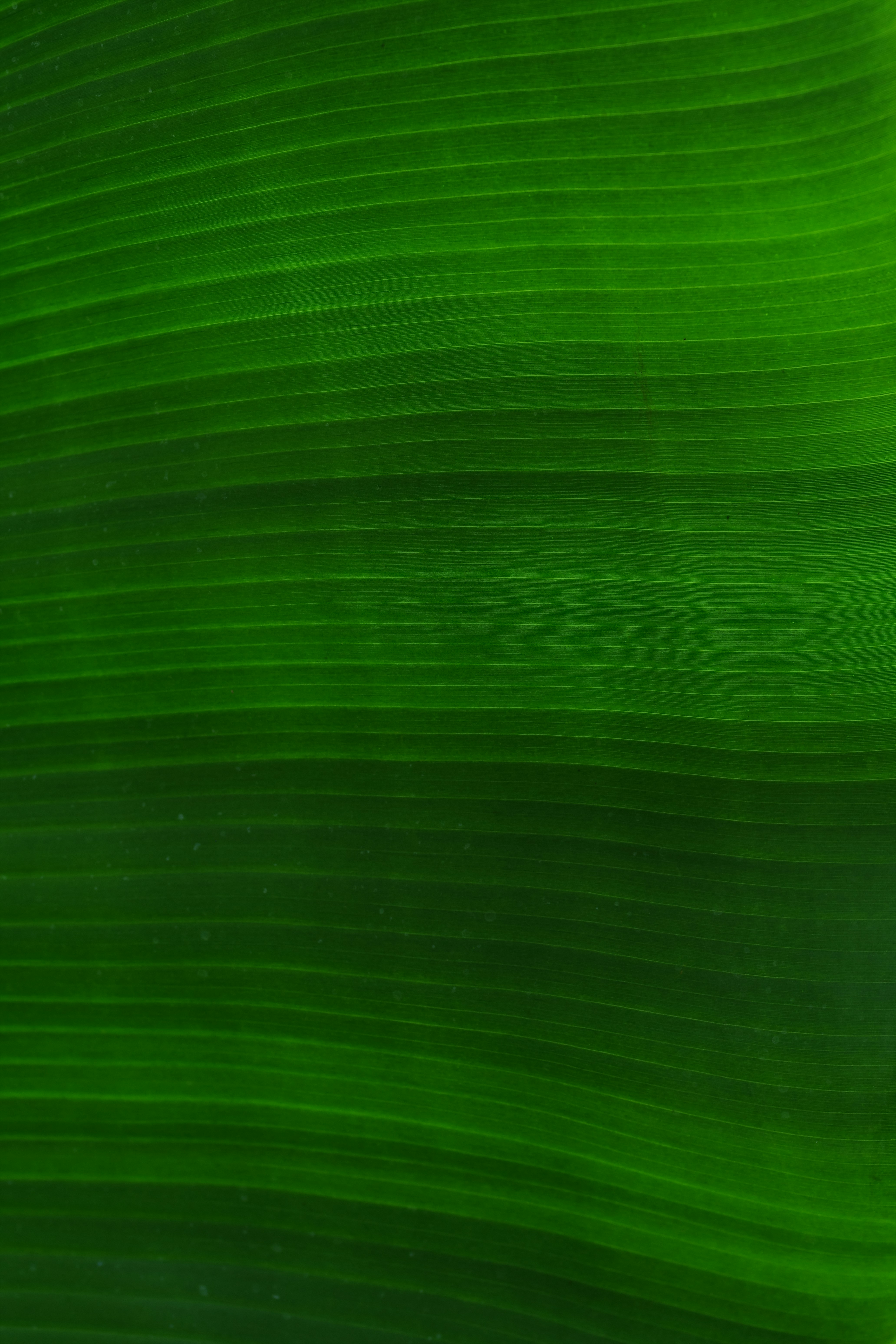 Primer plano de una textura de hoja verde vibrante.