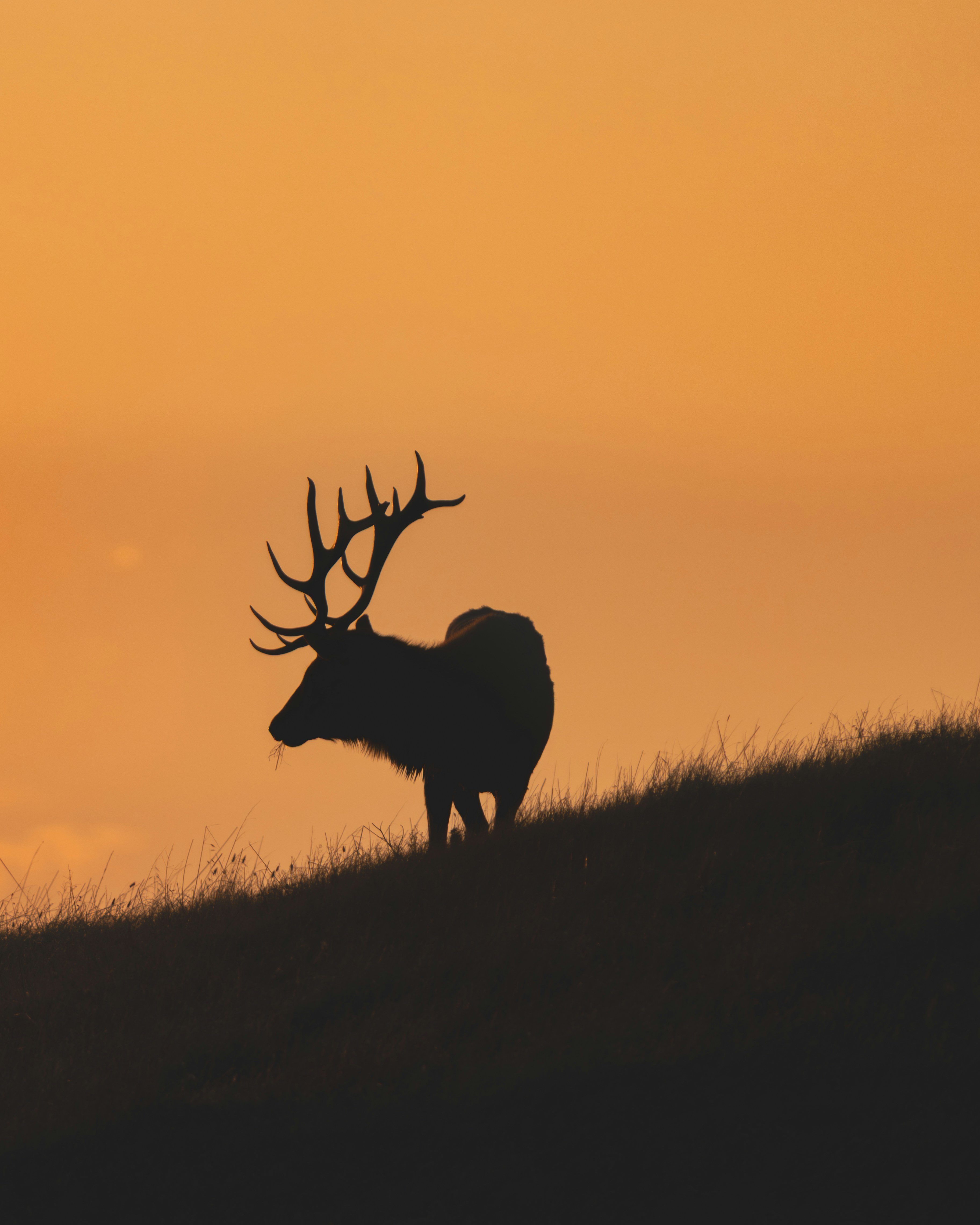 Silhouette of an elk with large antlers at sunset