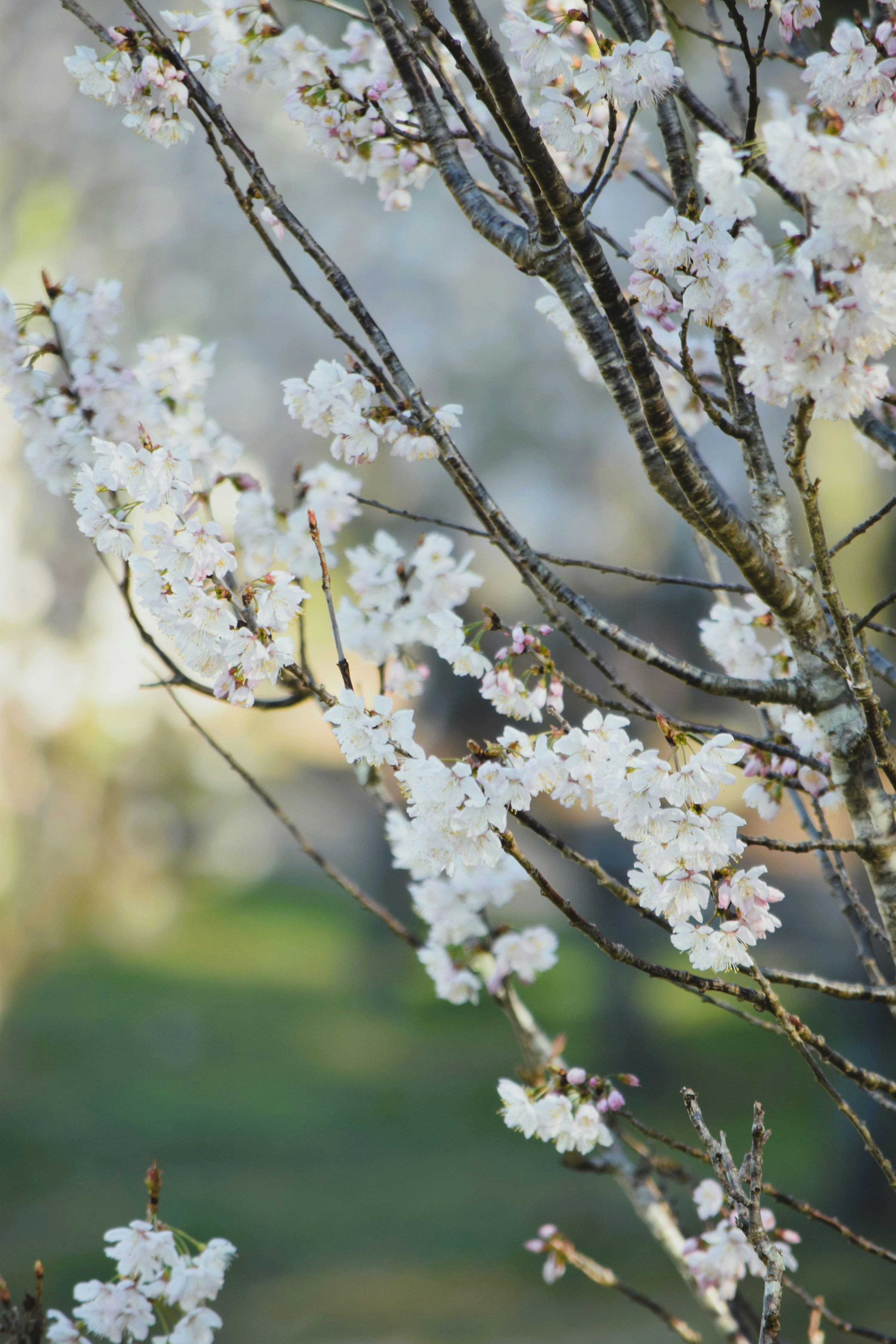 Photo by ch_photography