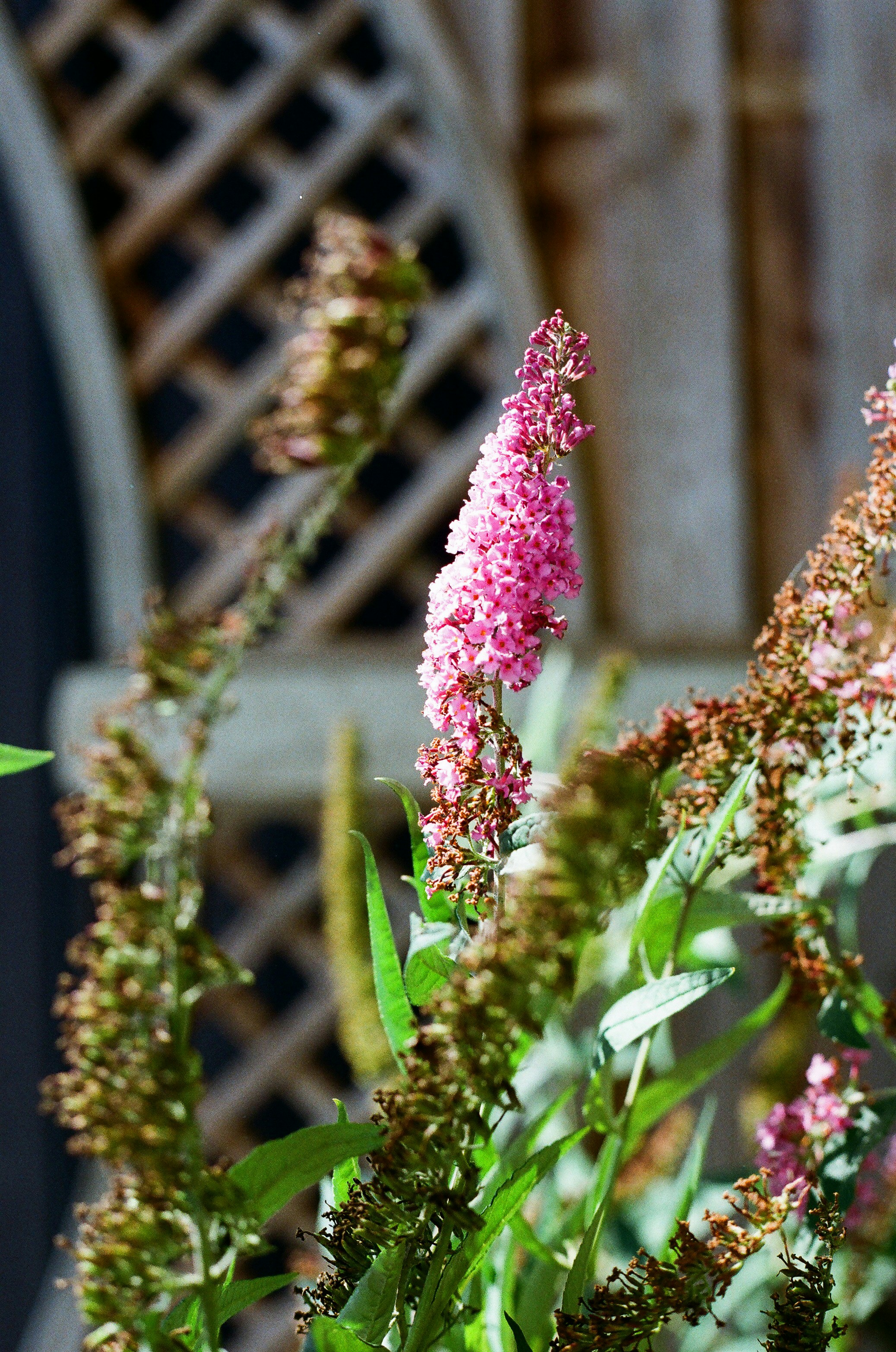 Photo by tanyabarrow