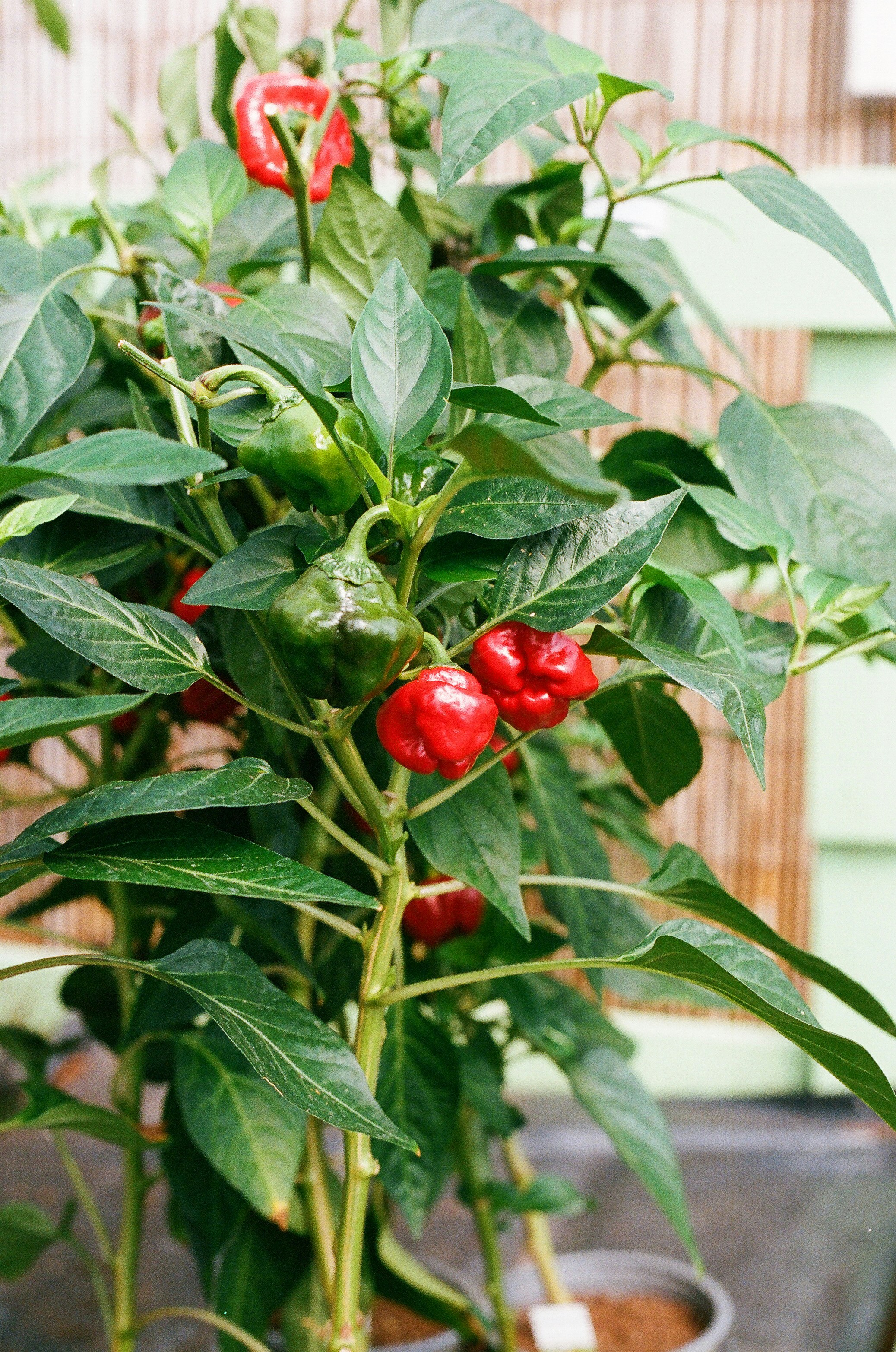 Photo by tanyabarrow