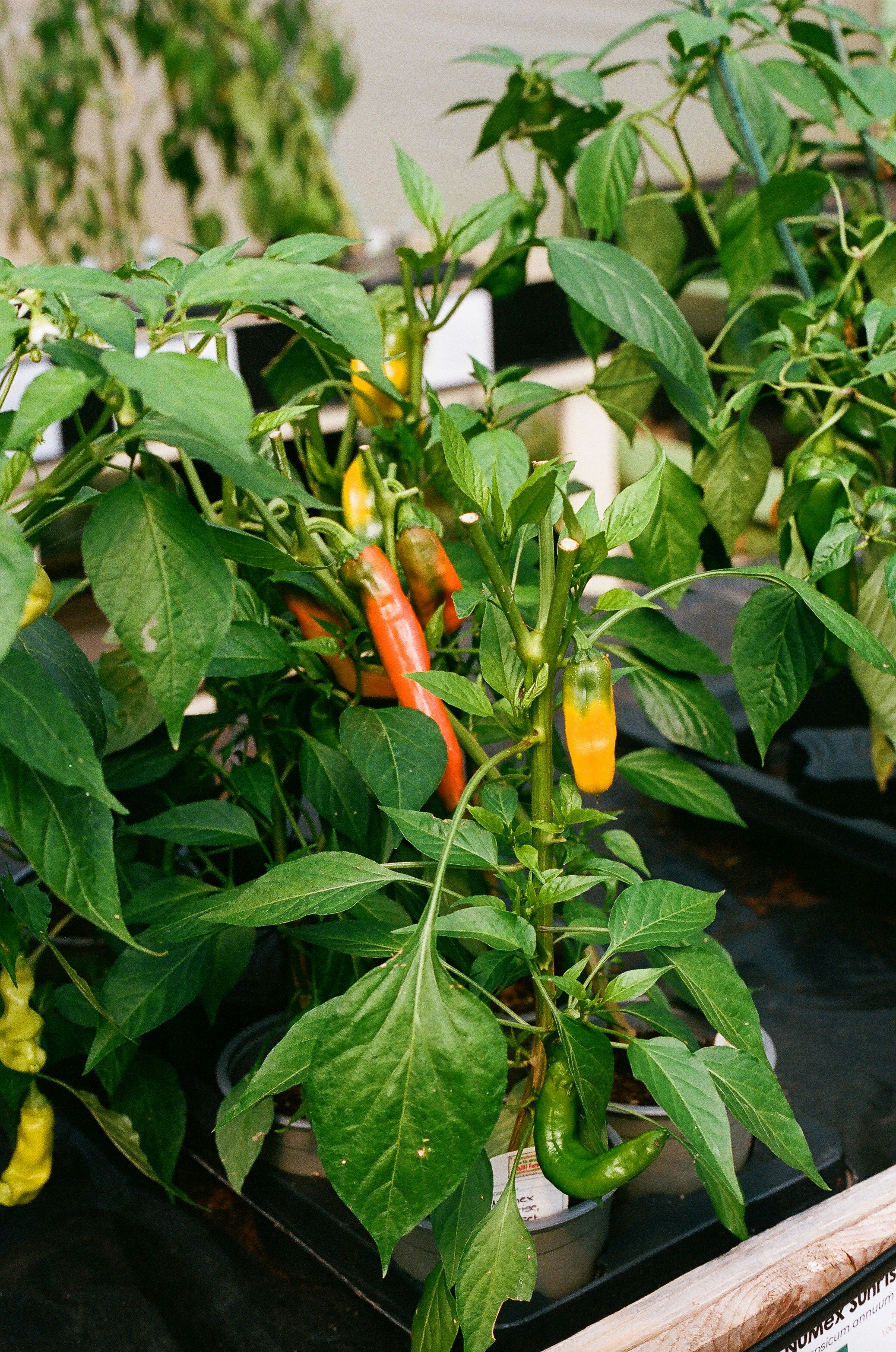 Photo by tanyabarrow