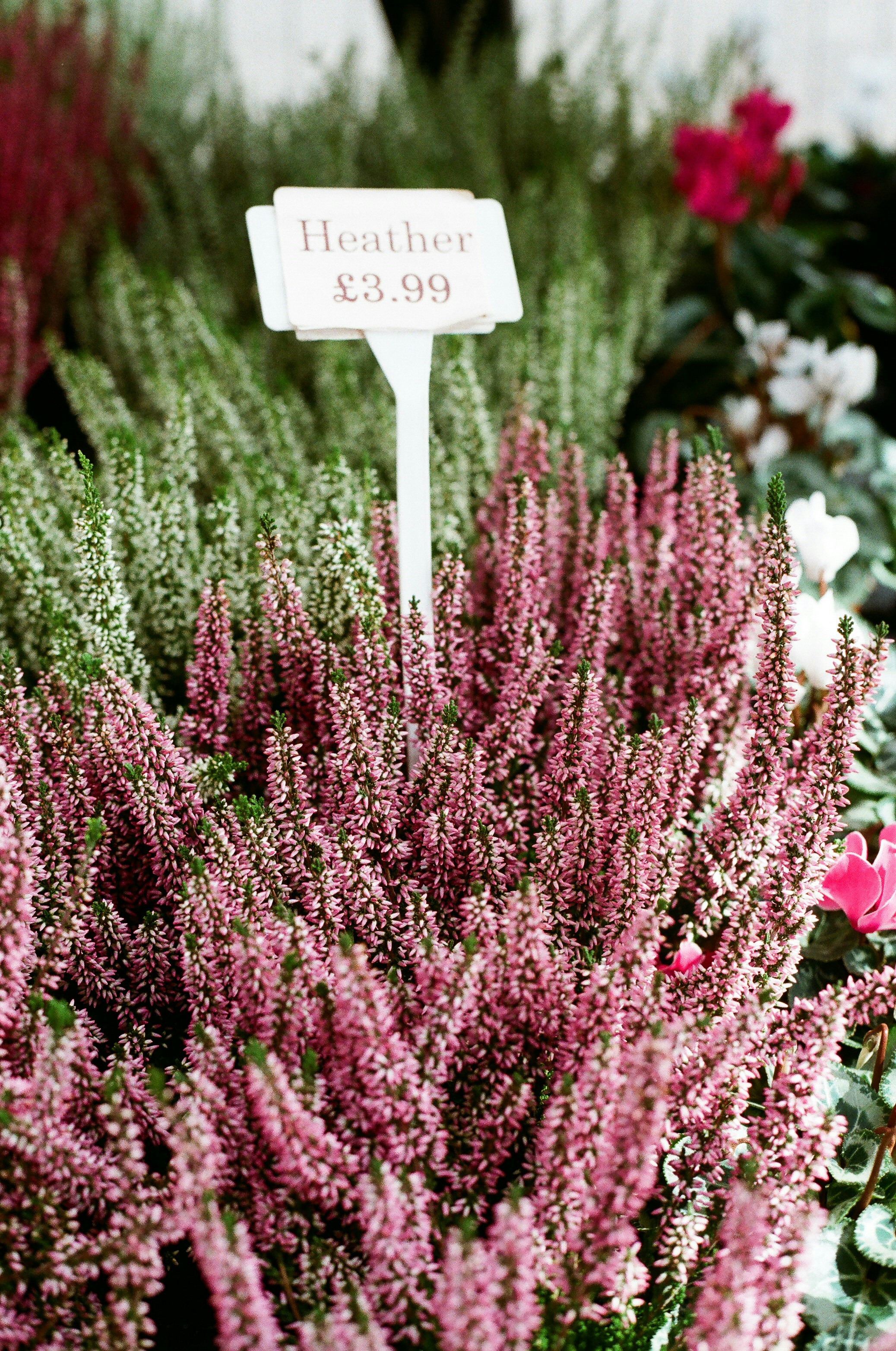 Plantas de brezo rosa con una etiqueta de precio. foto – Imagen de ...