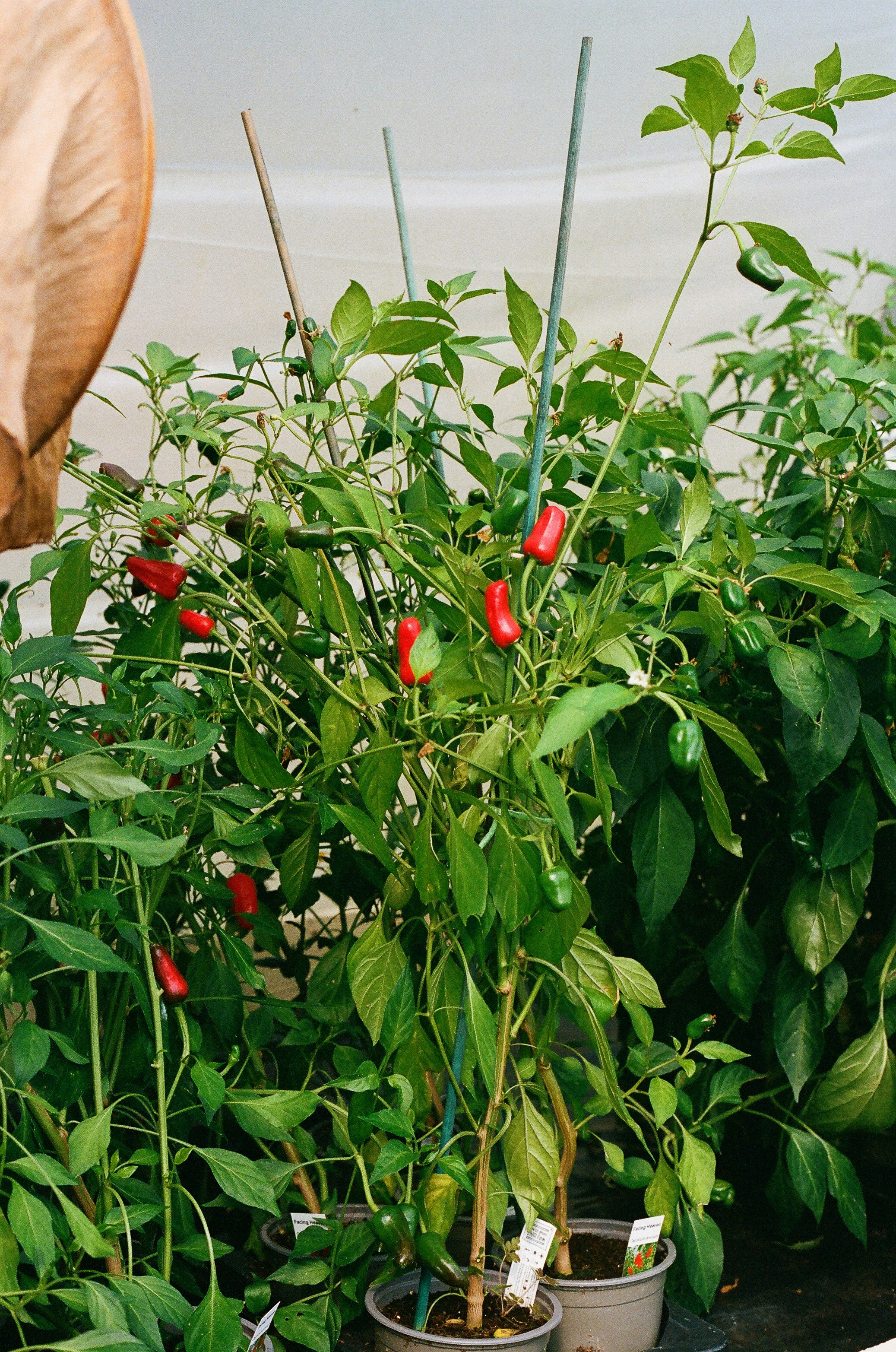 Photo by tanyabarrow