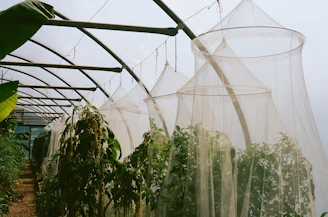 Greenhouse with plants covered by protective netting