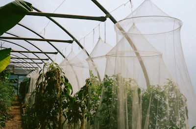 Greenhouse with plants covered by protective netting
