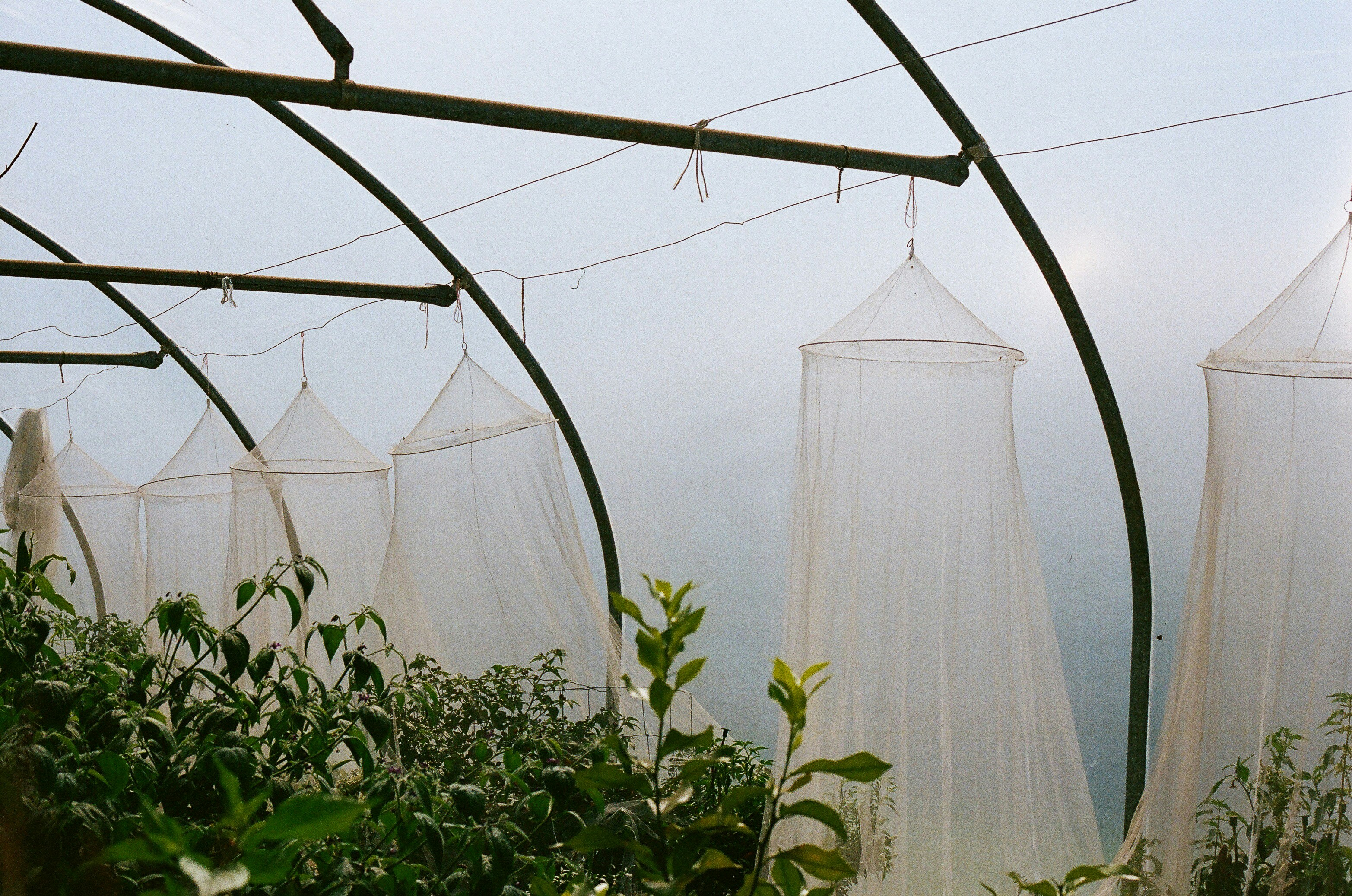 Organic cotton midi dress in studio