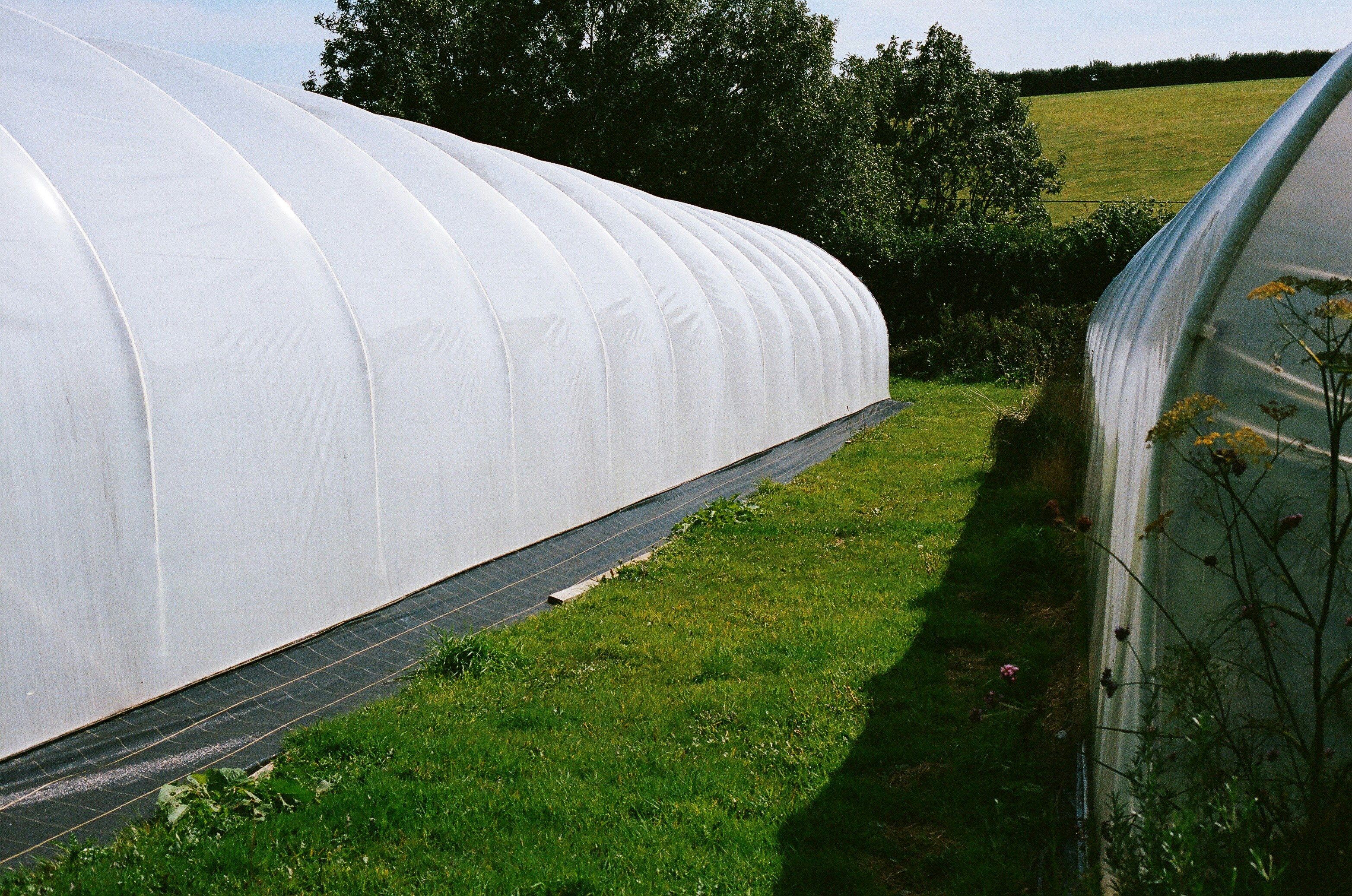 Two agricultural greenhouses in a grassy field