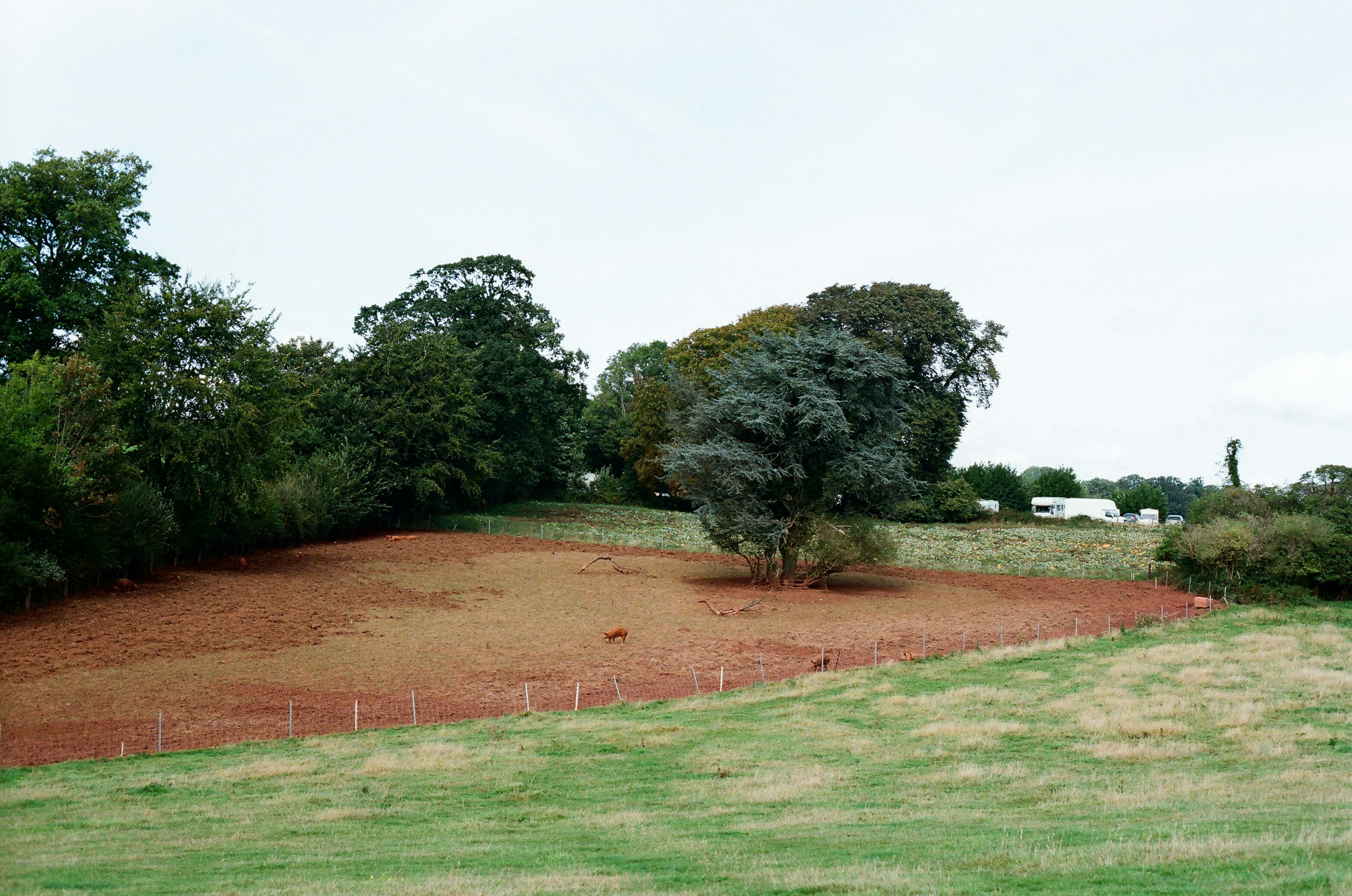 well-maintained yard with clear border to wooded area - tick prevention near me