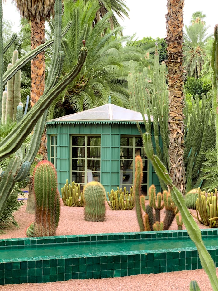 Jardin Majorelle blue villa surrounded by exotic cacti and bougainvillea in Marrakech