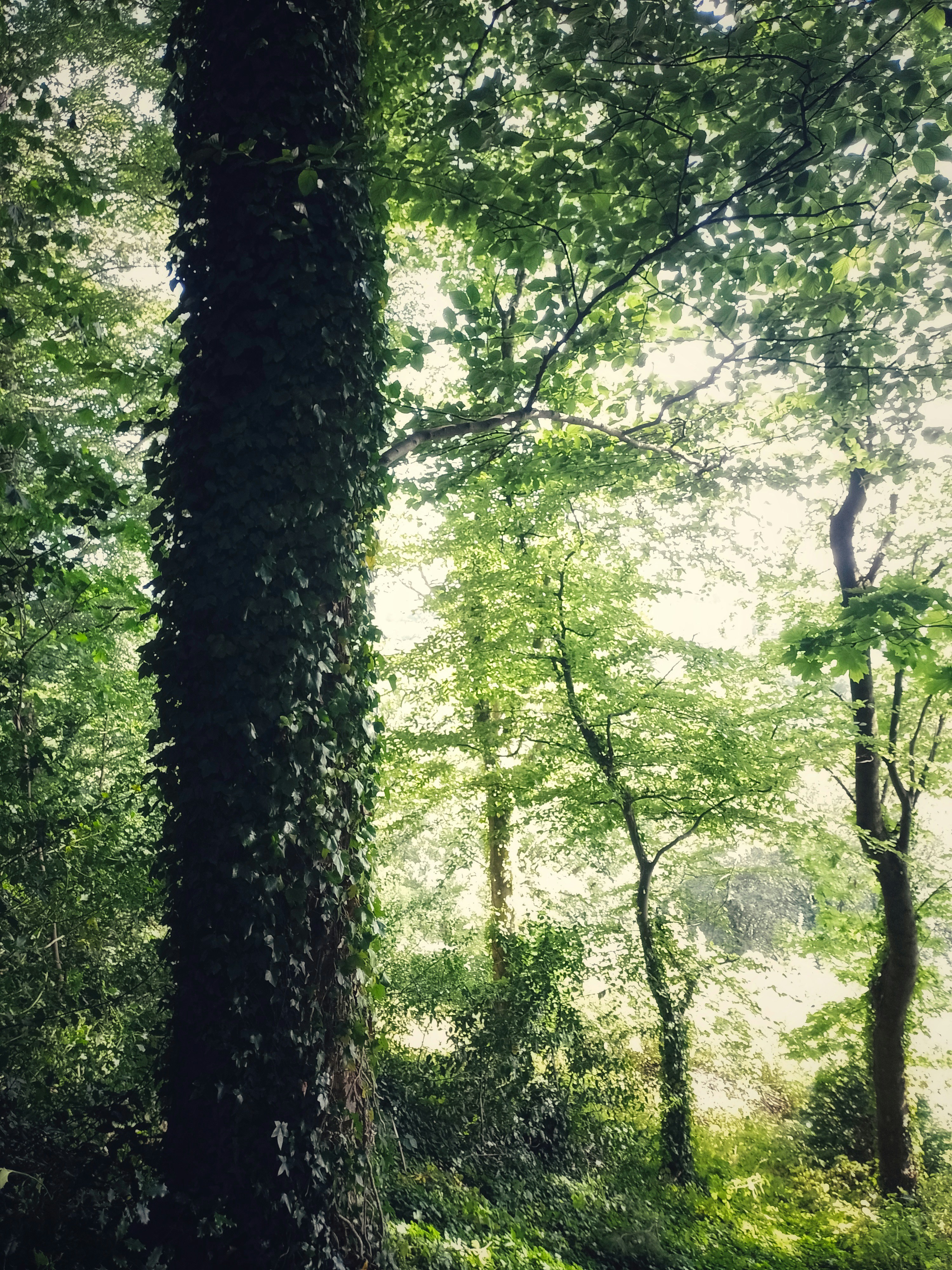 Sunlight filters through a lush green forest canopy.