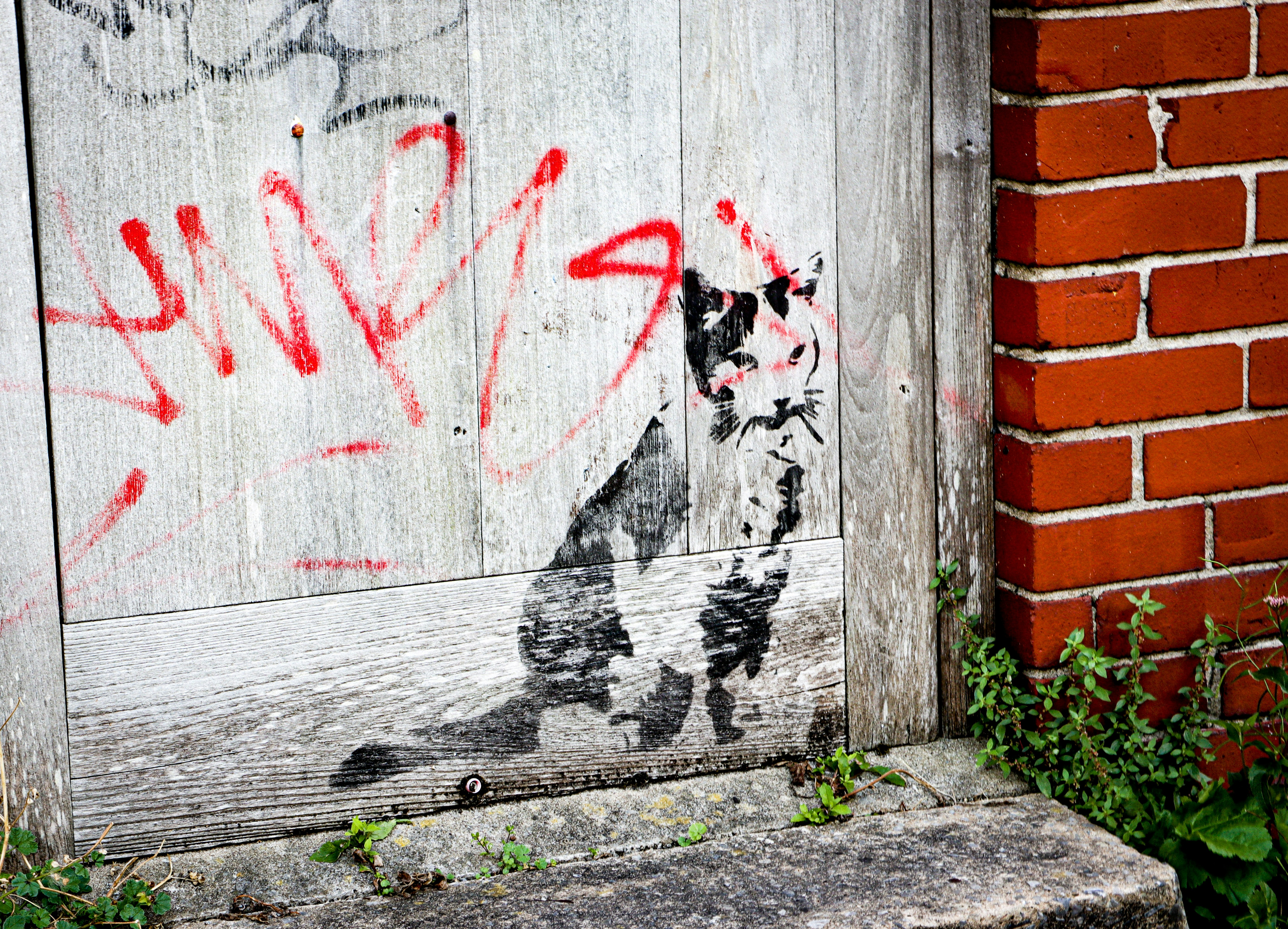 Photo by kamsinjkaneko