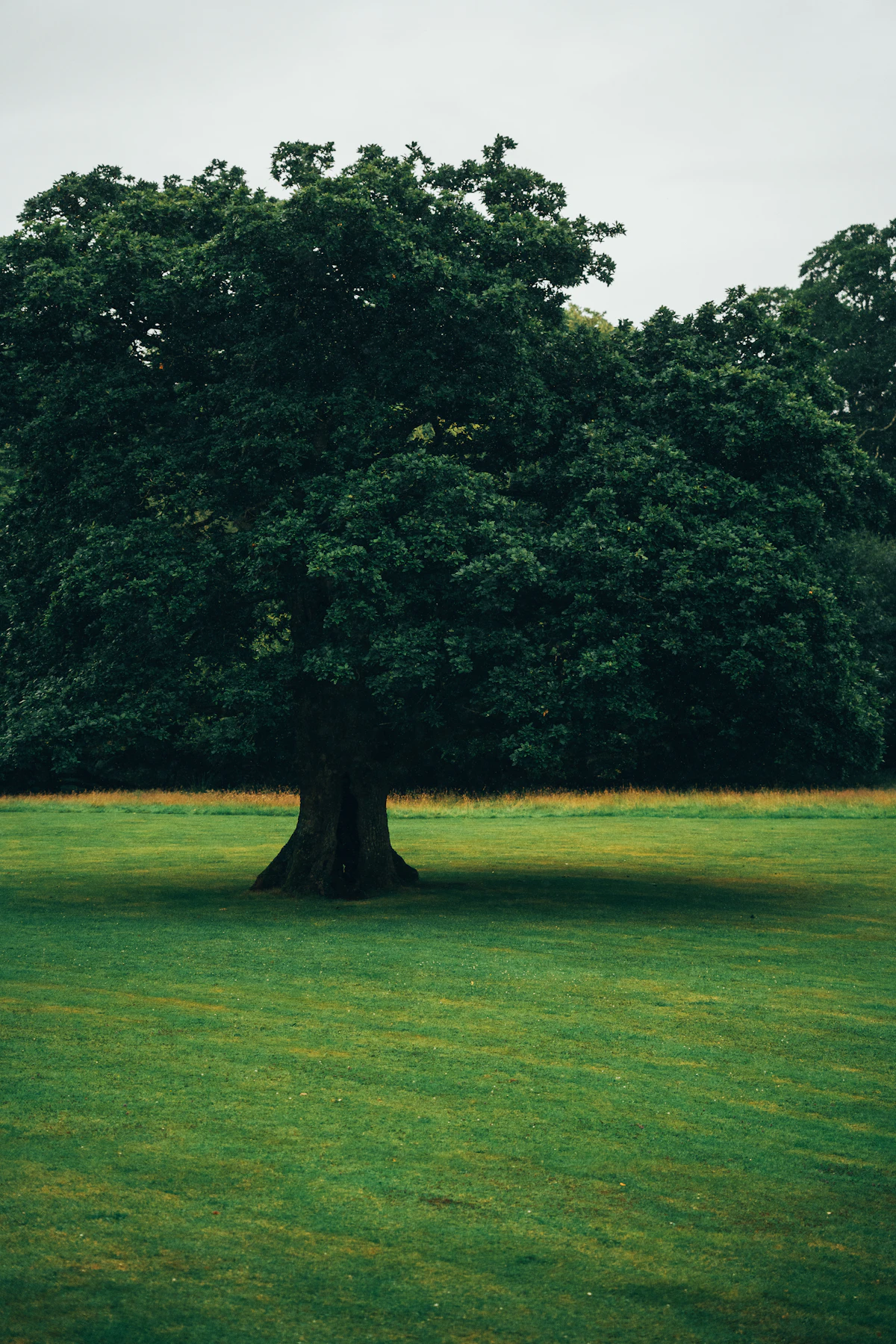 Root graft connections between oaks allow the disease to spread underground between neighboring trees — trenching can disrupt this pathway.