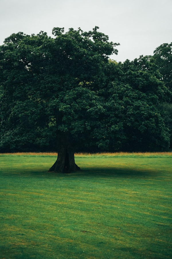 Signs your tree needs removal