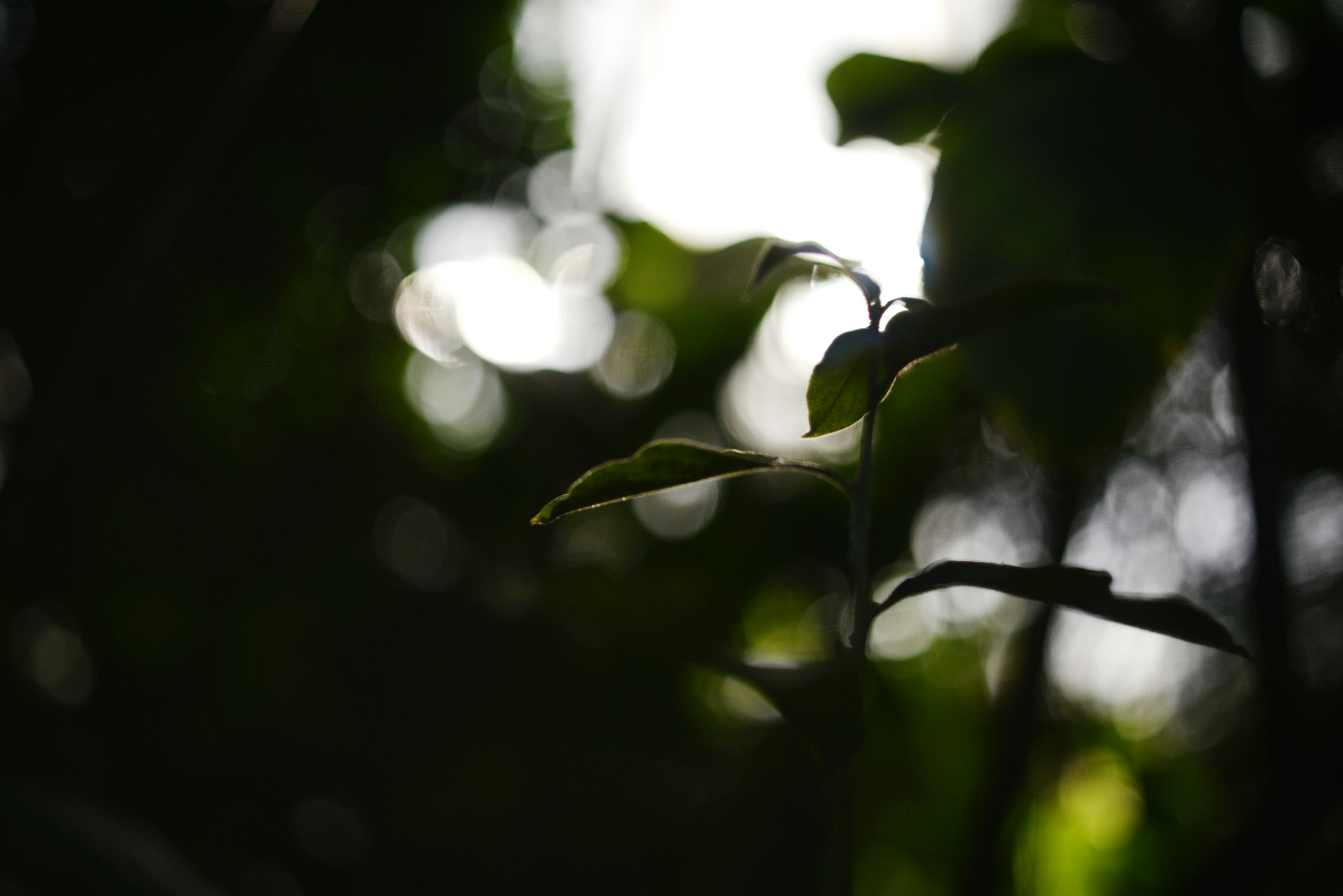 Photo by cherstve_pechivo