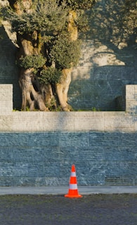 An old olive tree stands behind a traffic cone.