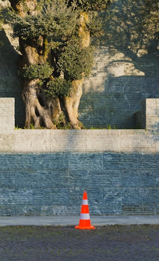 An old olive tree stands behind a traffic cone.