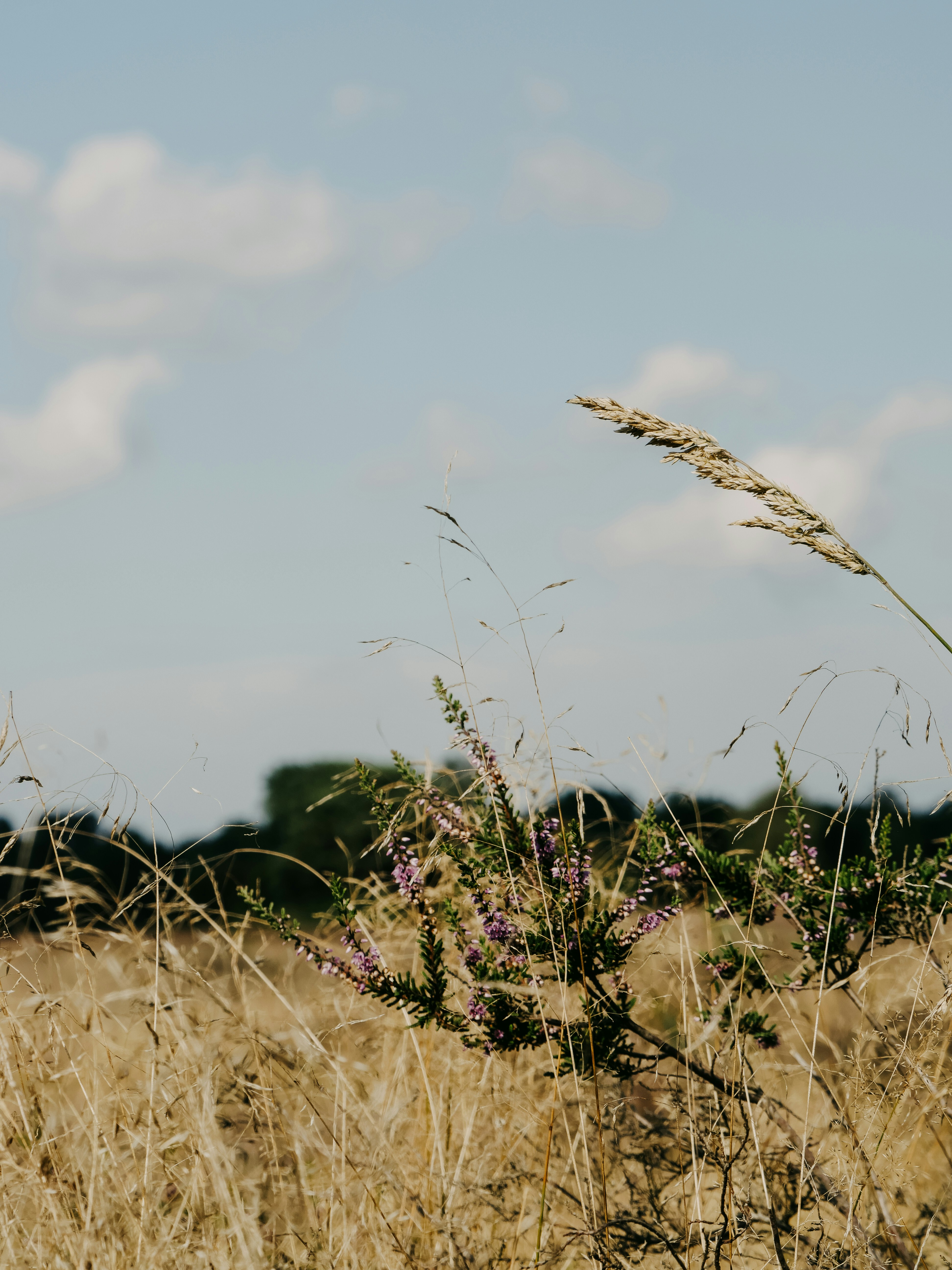 Photo by lieseschuurman