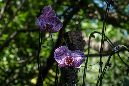 Two purple orchids bloom on a stalk.