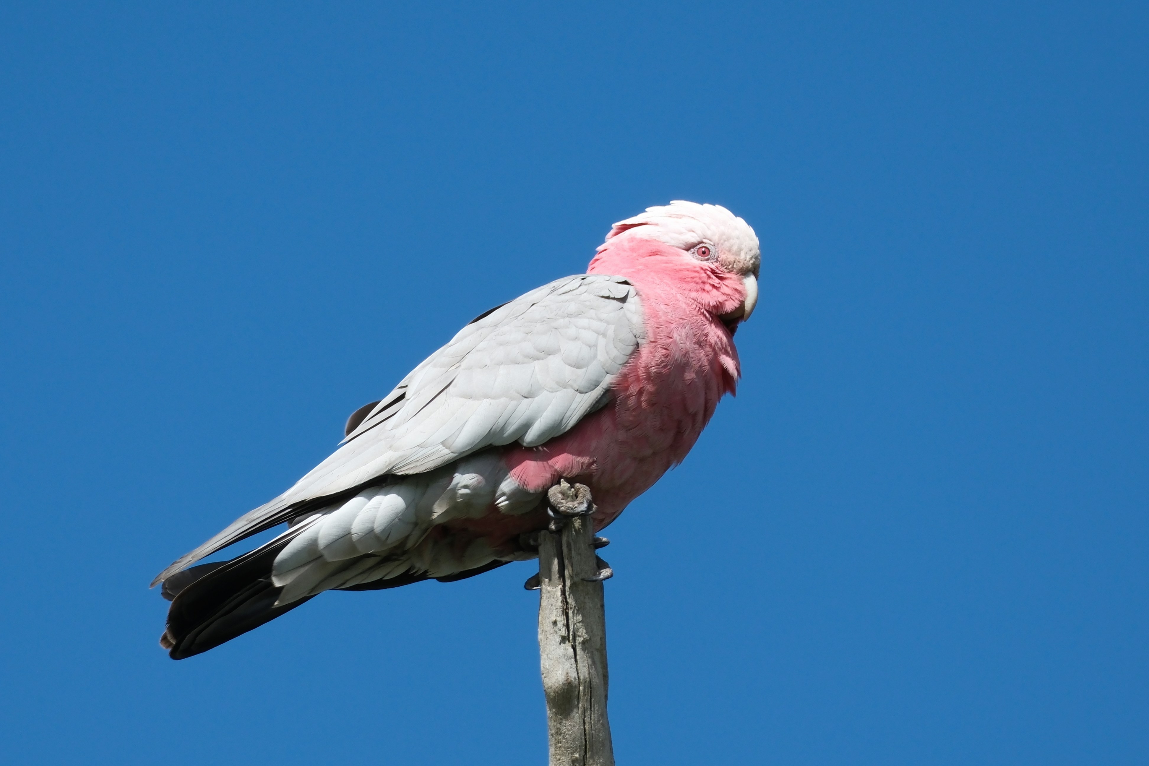 バードバスの上に座っているピンクとグレーの鳥の写真 – Unsplashの鳥
