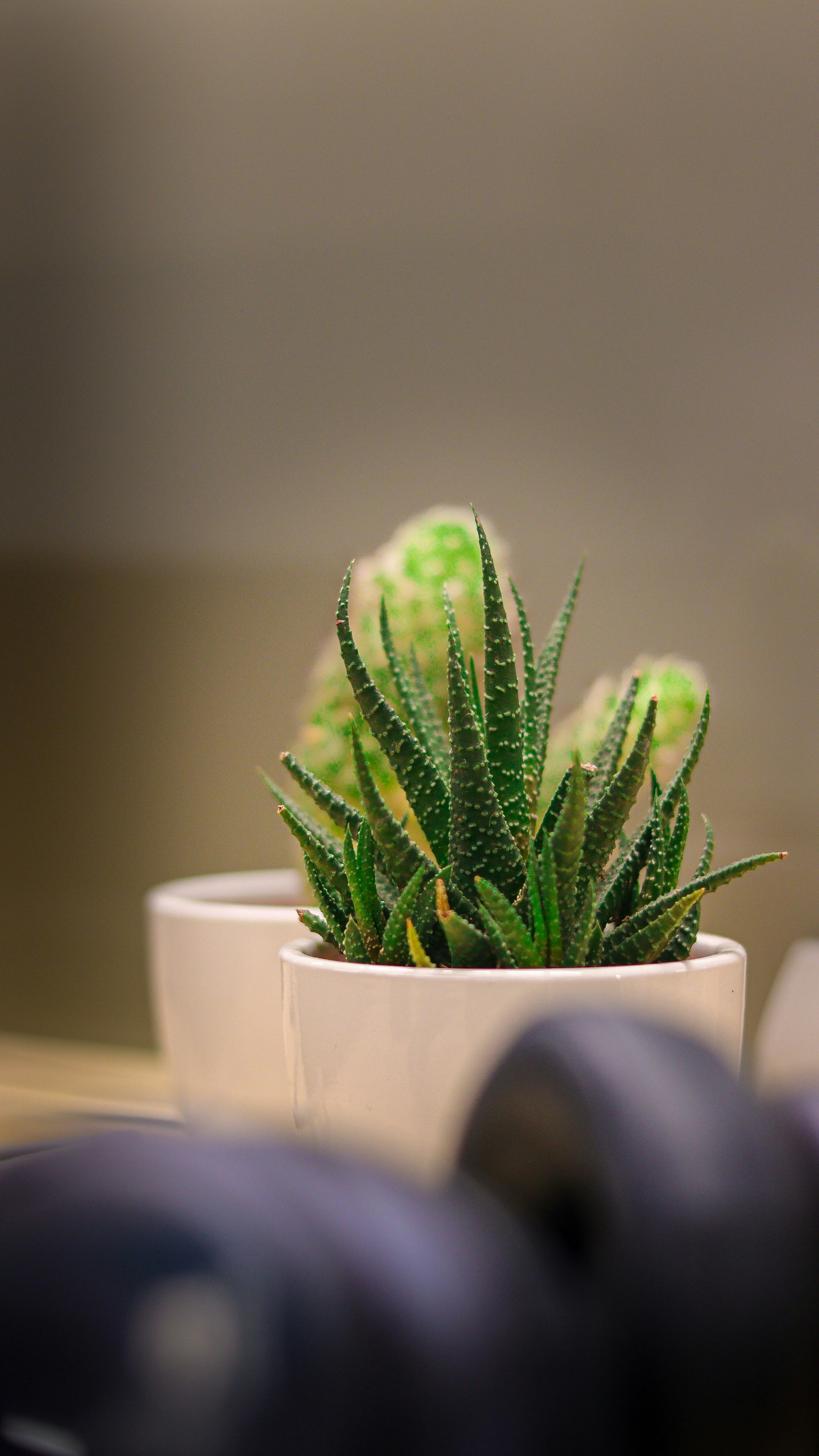 Photo by the_50mm_snaps