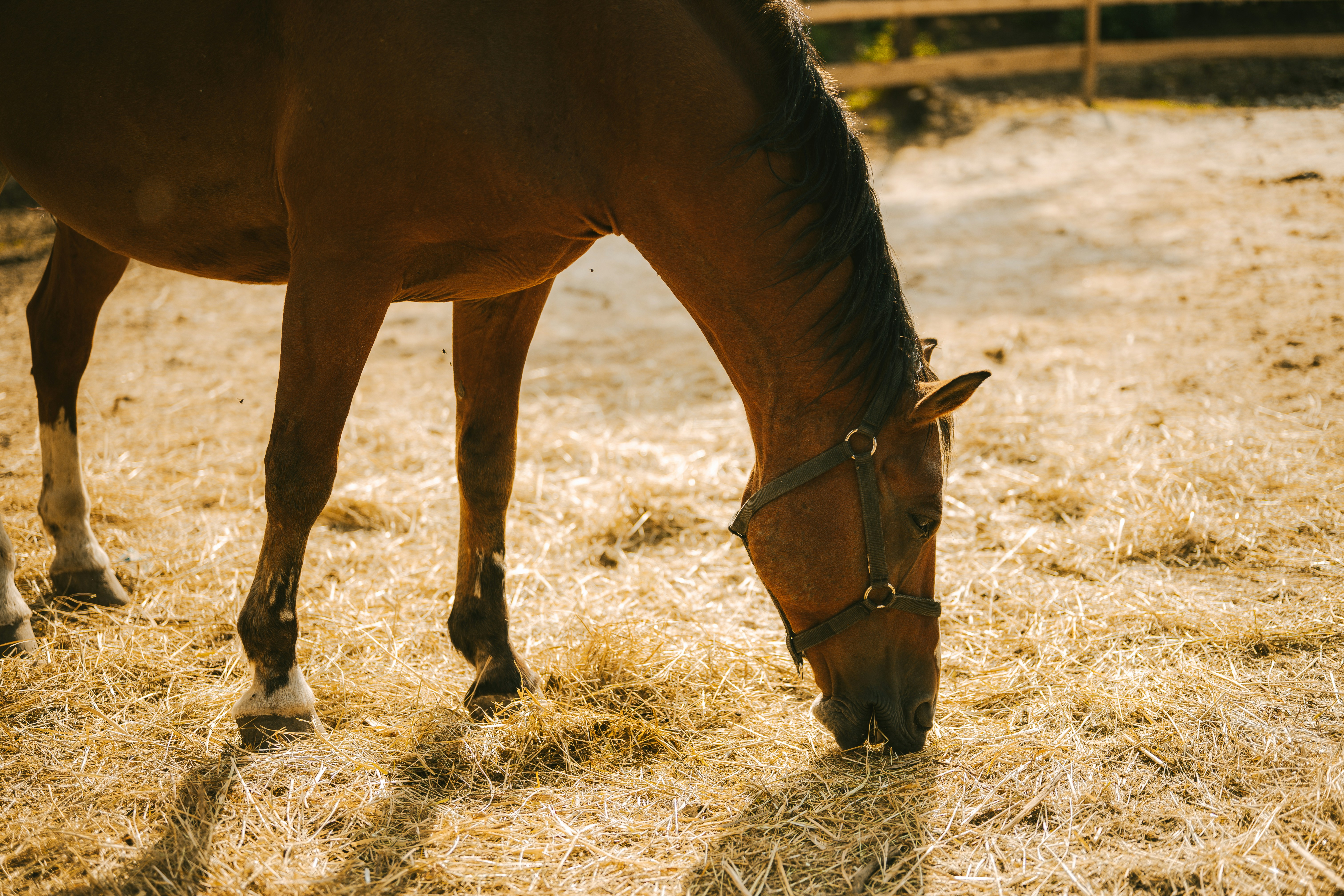 Photo by ilegorgievski