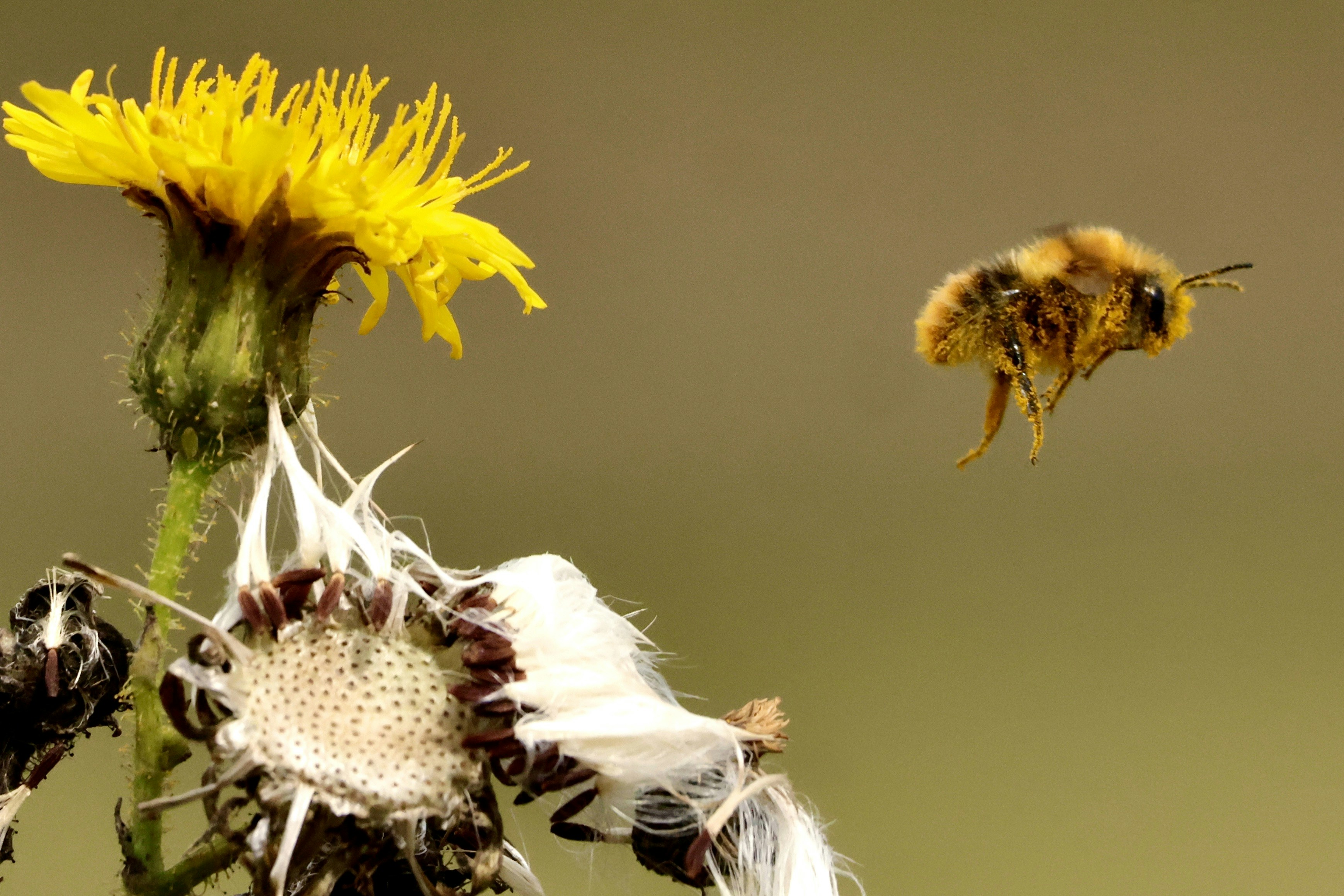 A fuzzy bee flies towards a yellow dandelion flower.