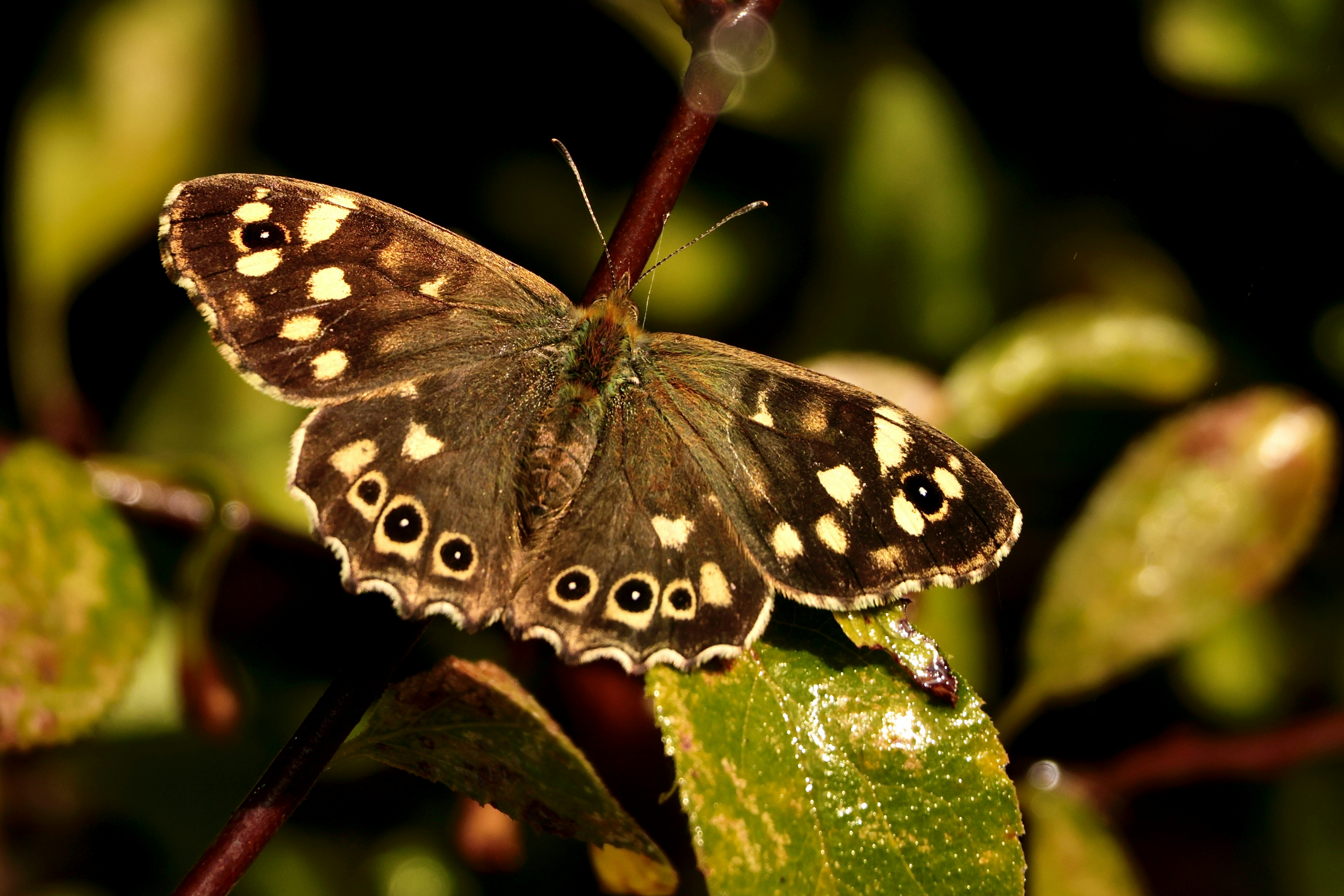 Speckled butterfly perched on a leafy branch