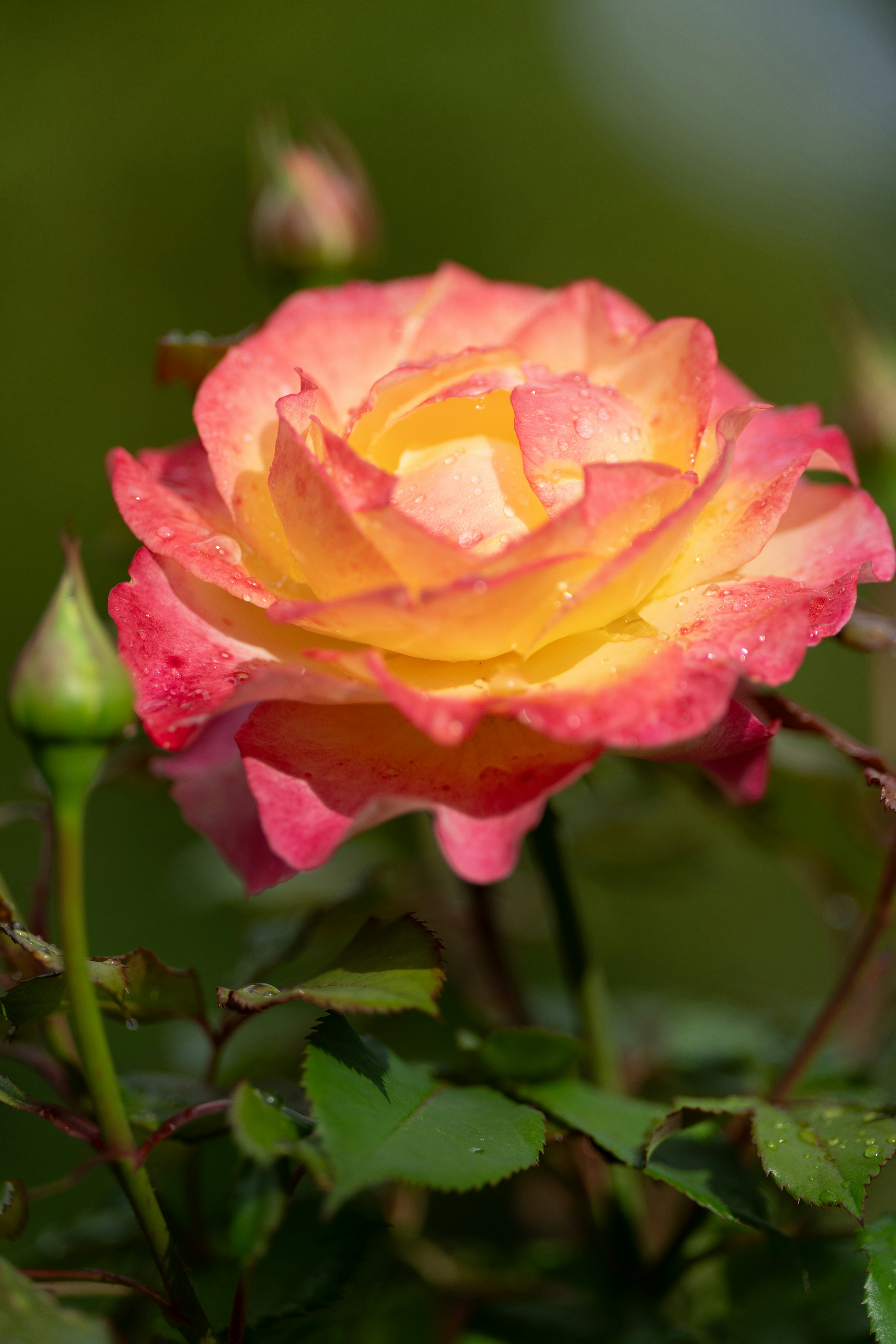 Photo by bangscreative