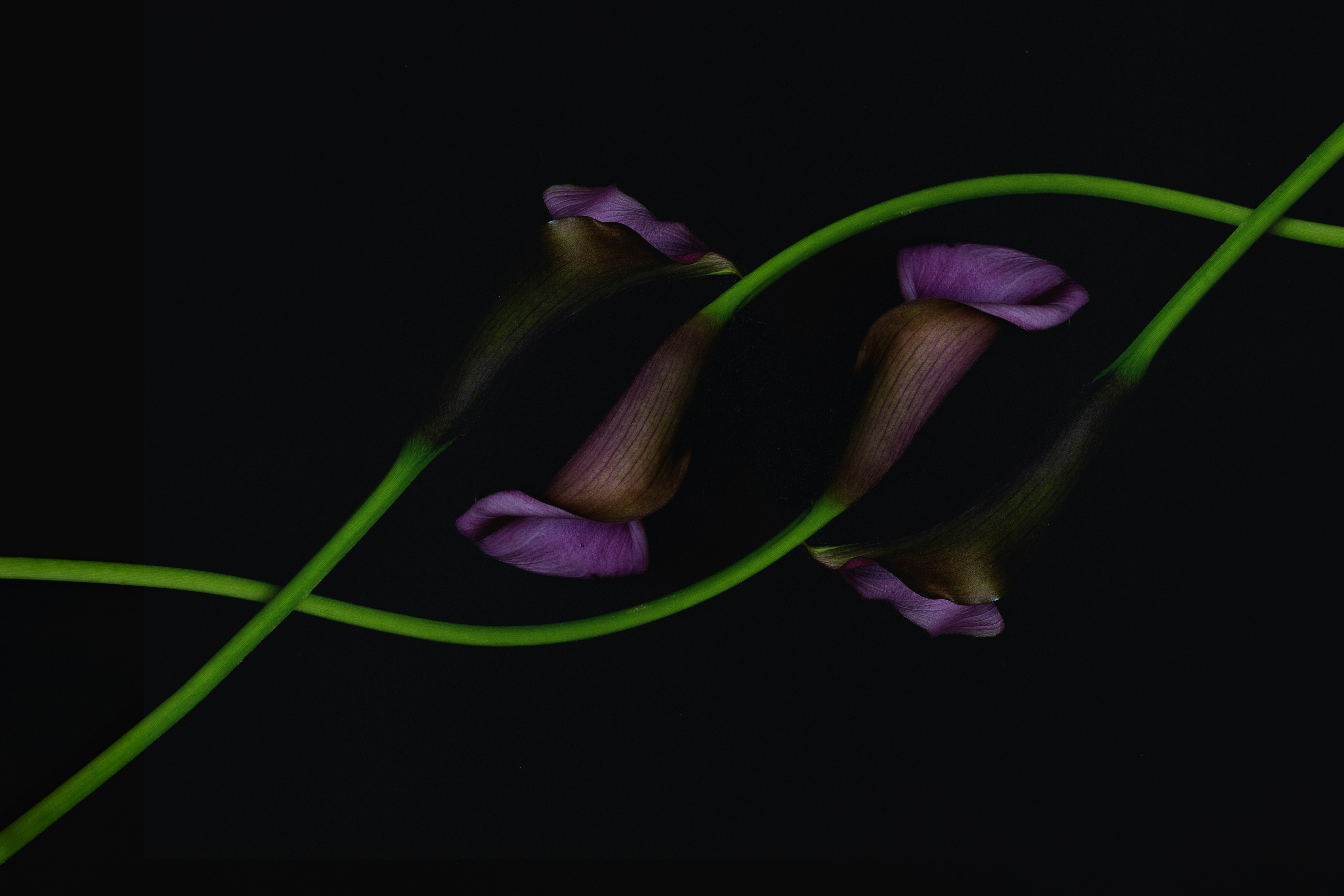 Purple calla lilies intertwined with green stems on black.