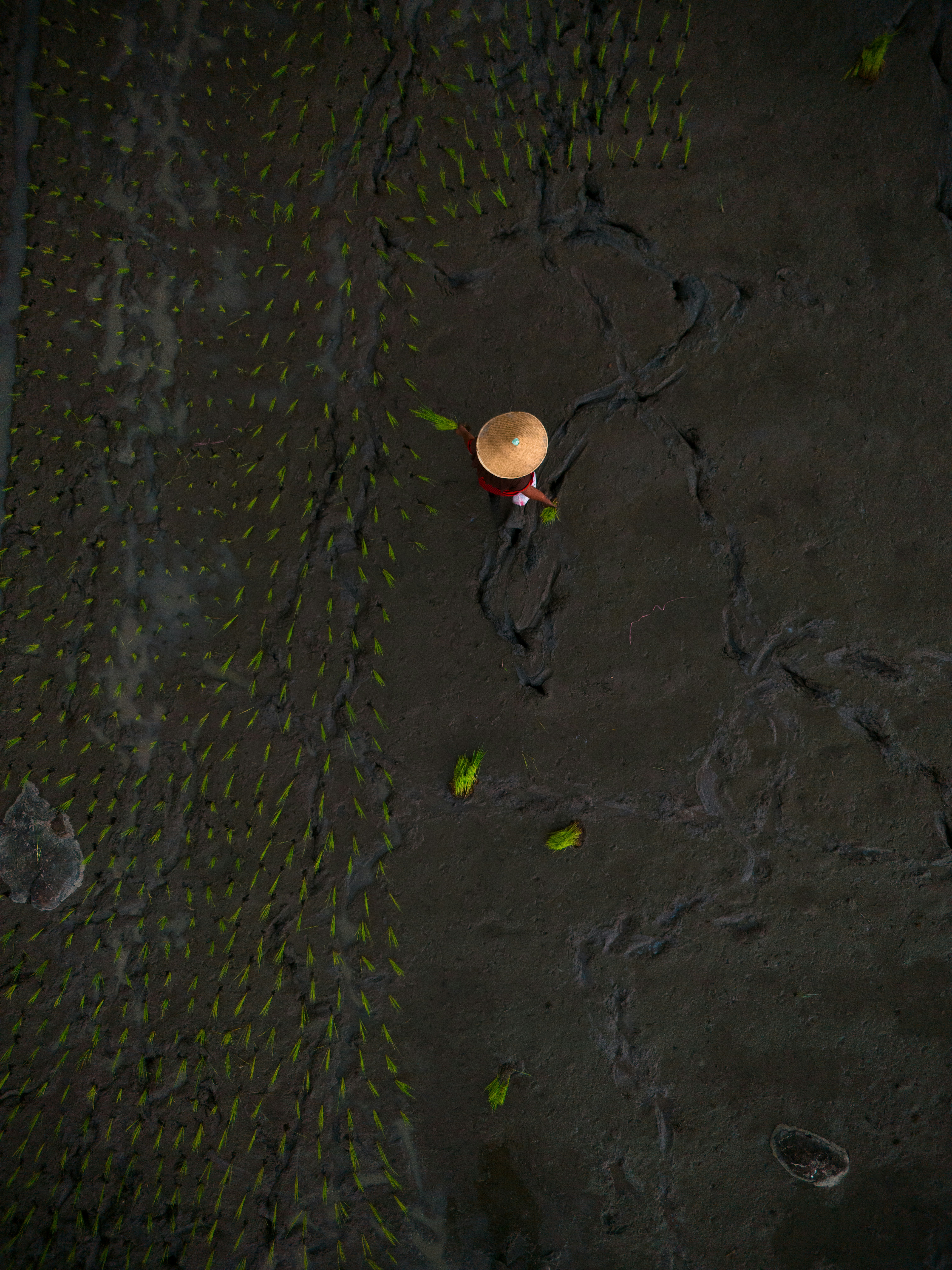 Farmer planting rice in a muddy field