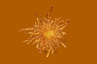 A golden chrysanthemum flower on an orange background