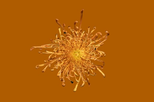 A golden chrysanthemum flower on an orange background