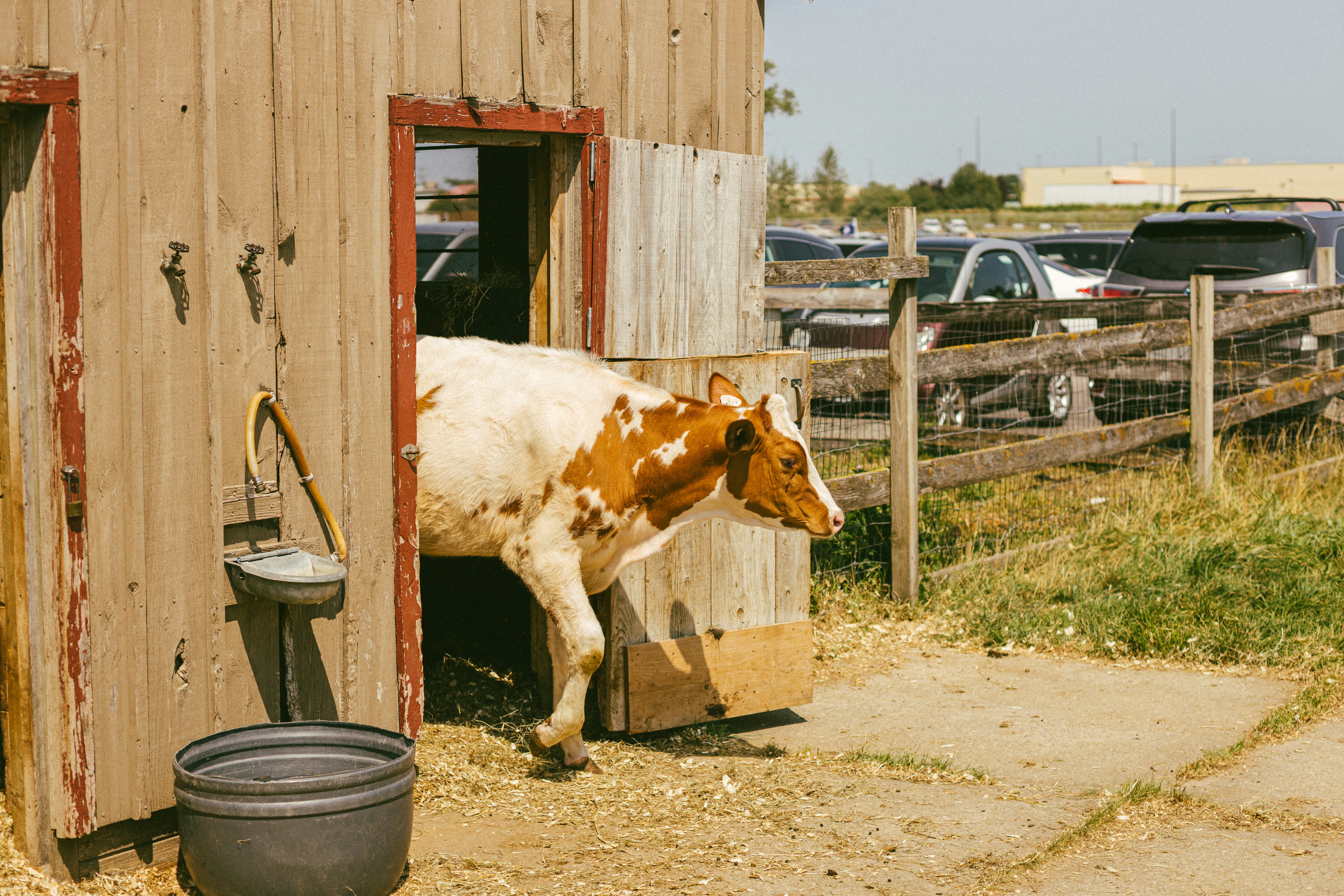 A brown and white cow exiting a wooden barn