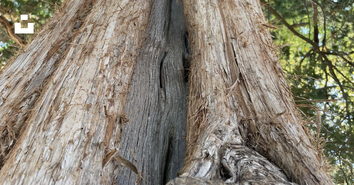 Close-up view of a split tree trunk with branches. photo – Free Nature ...